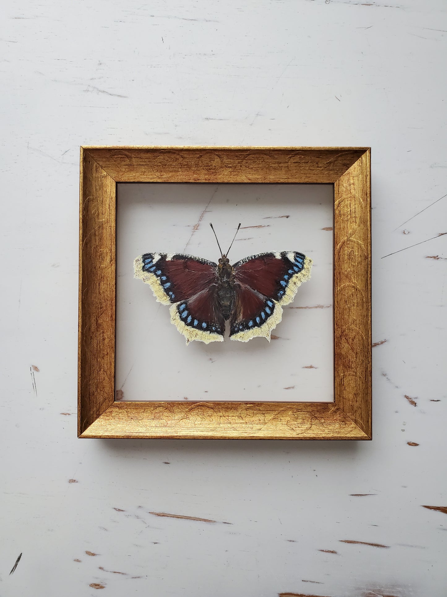 Mourning Cloak