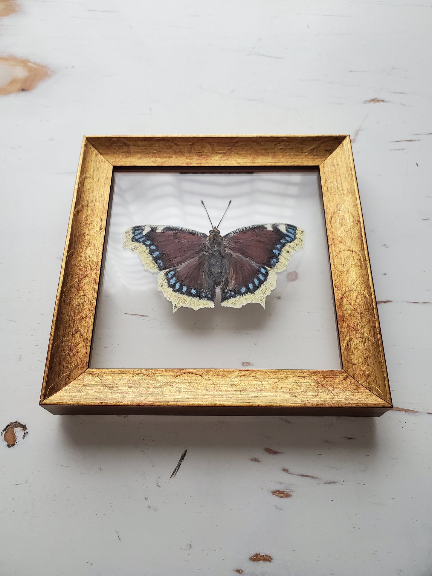 Mourning Cloak