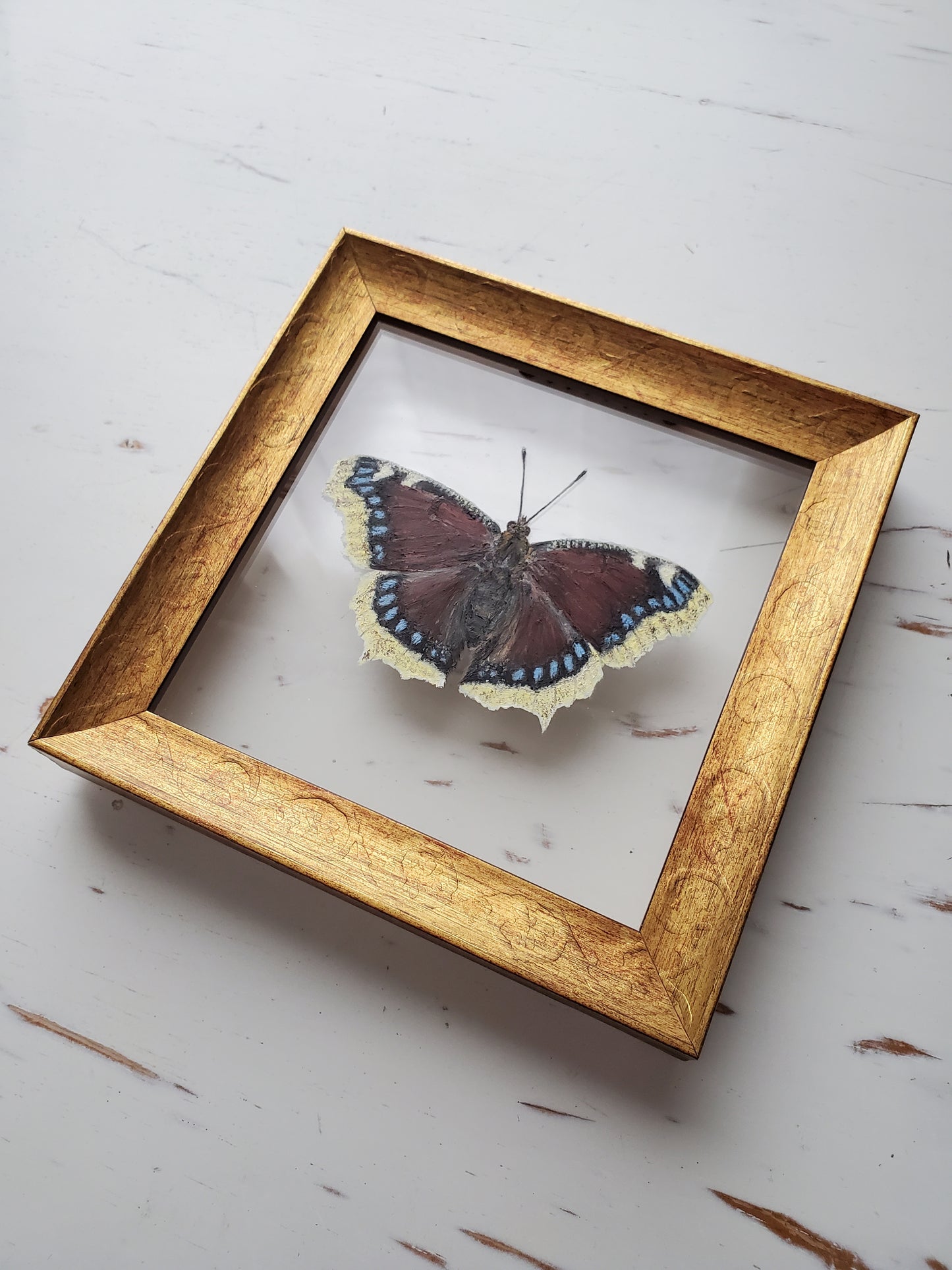 Mourning Cloak