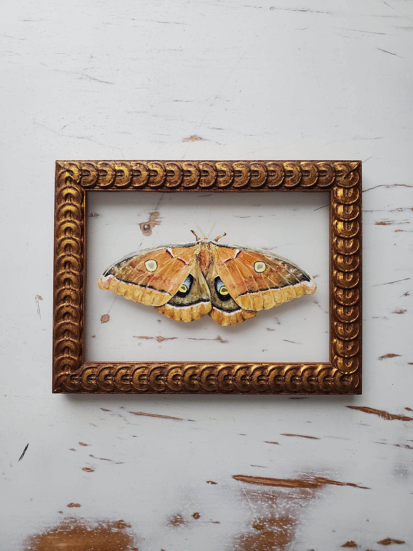 Polyphemus Moth