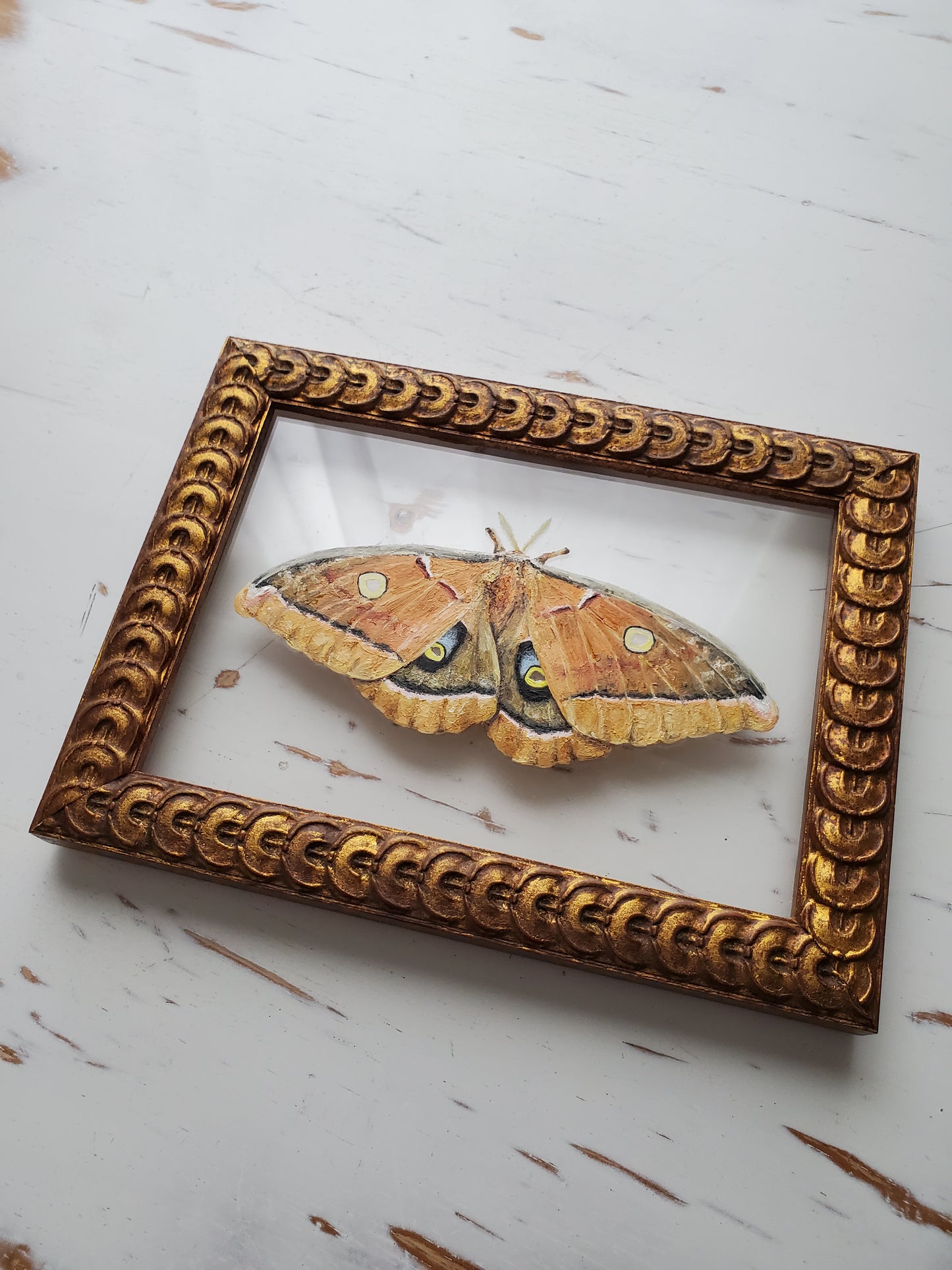 Polyphemus Moth