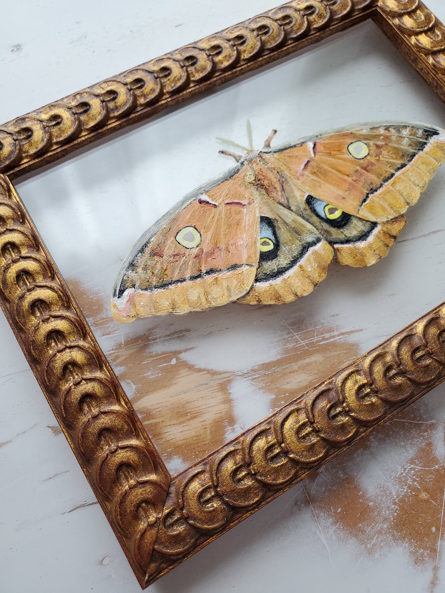 Polyphemus Moth