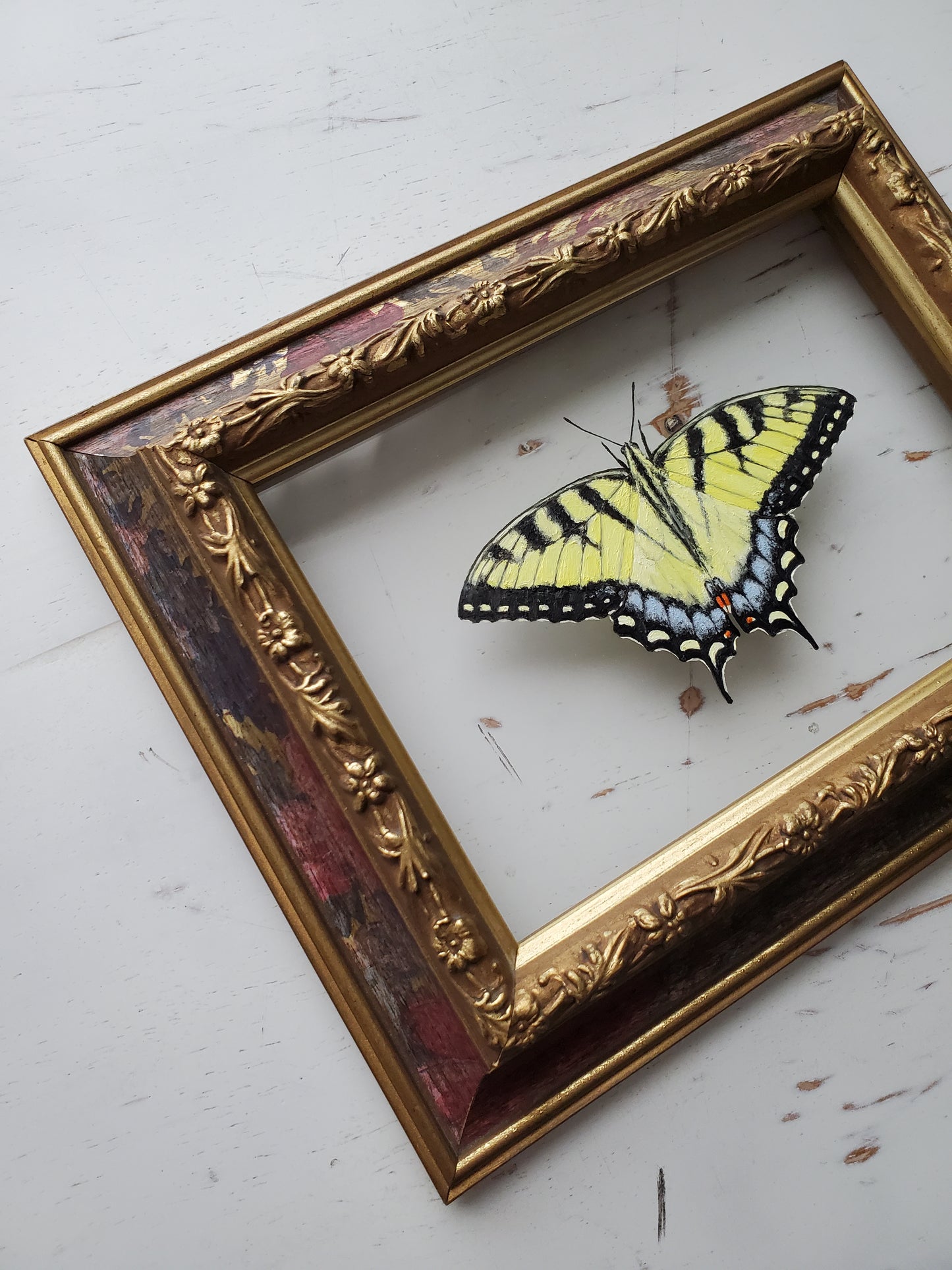 Tiger Swallowtail