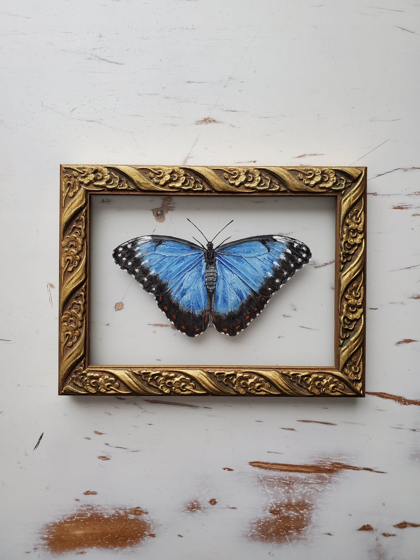Blue Morpho