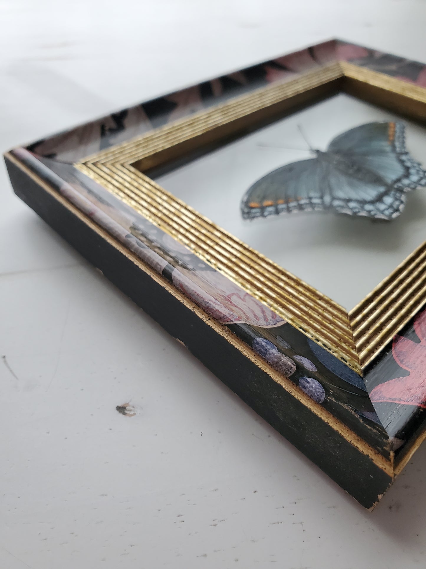 Red-Spotted Purple