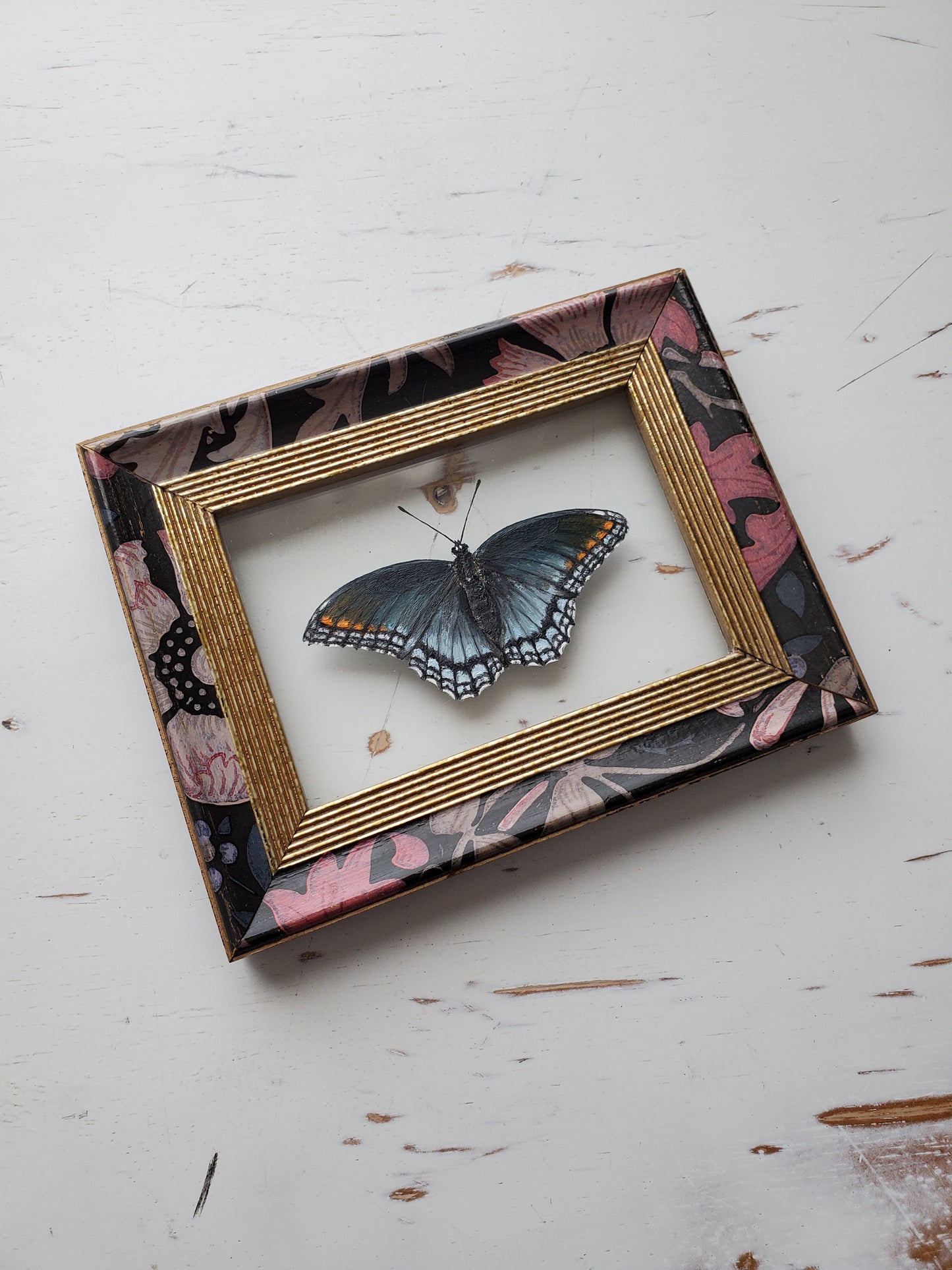 Red-Spotted Purple
