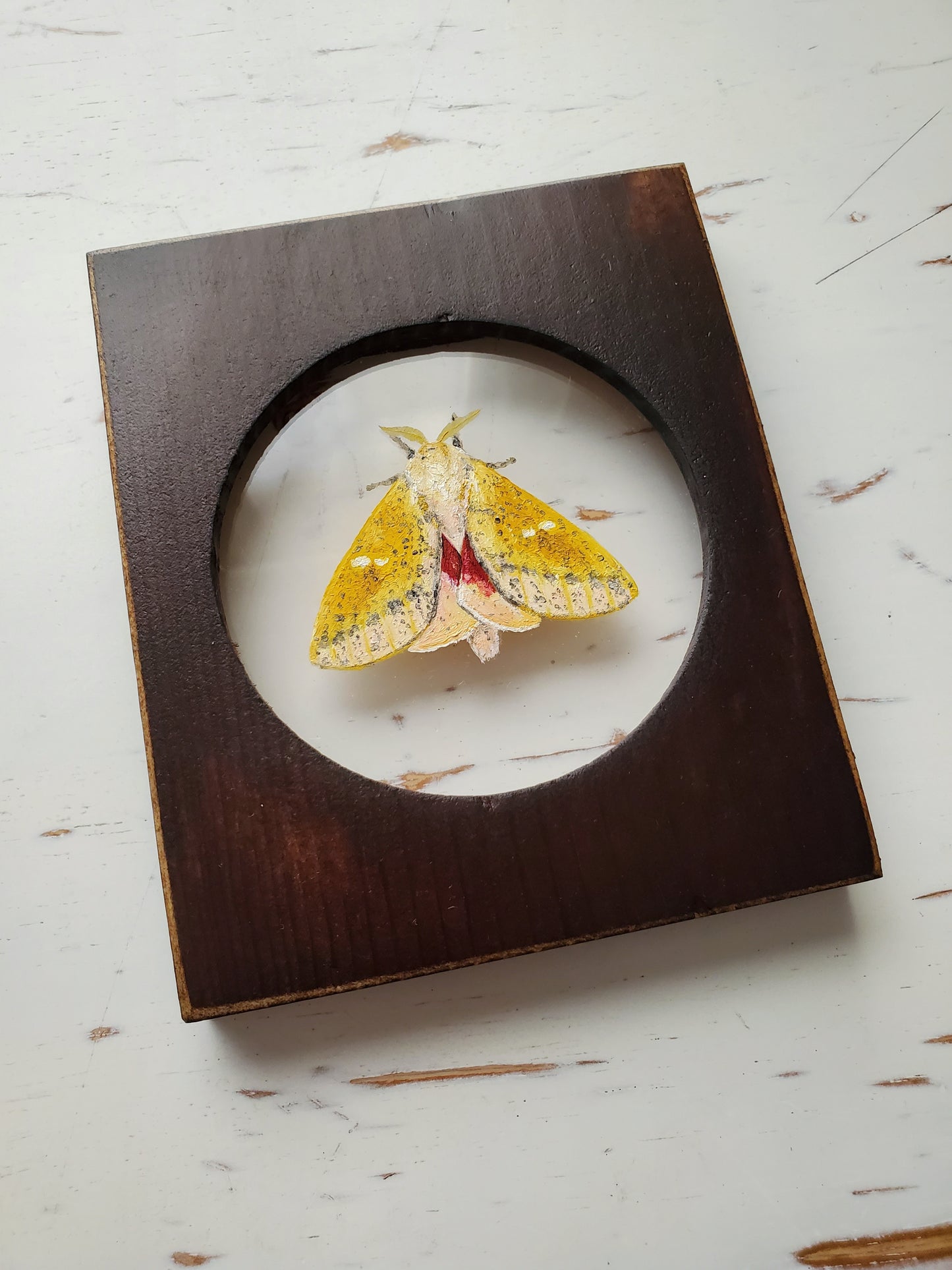 Honey Locust Moth