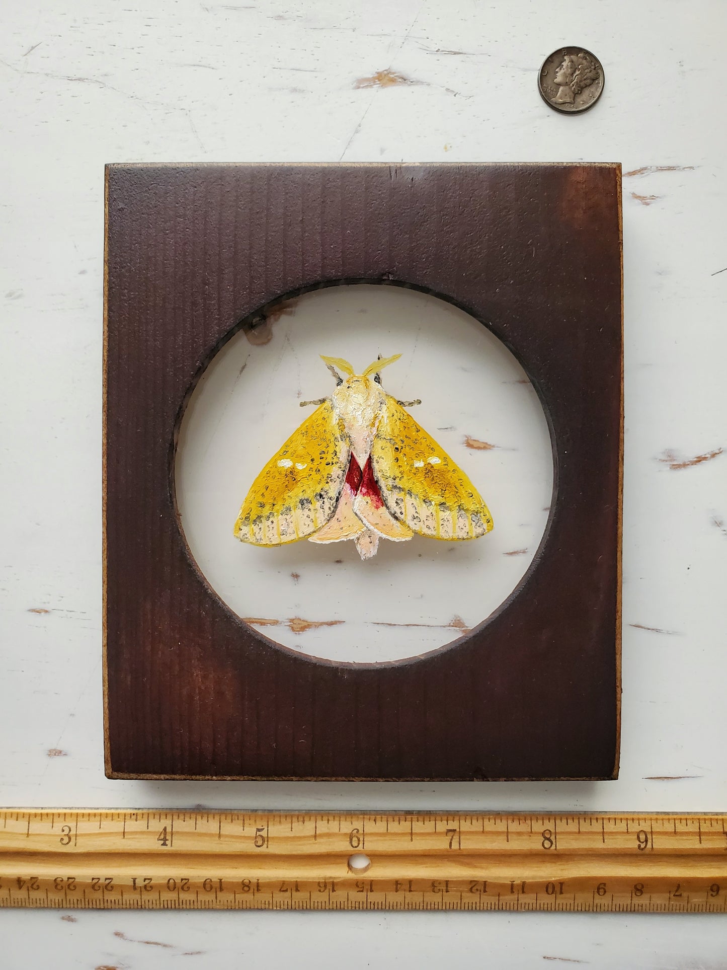 Honey Locust Moth