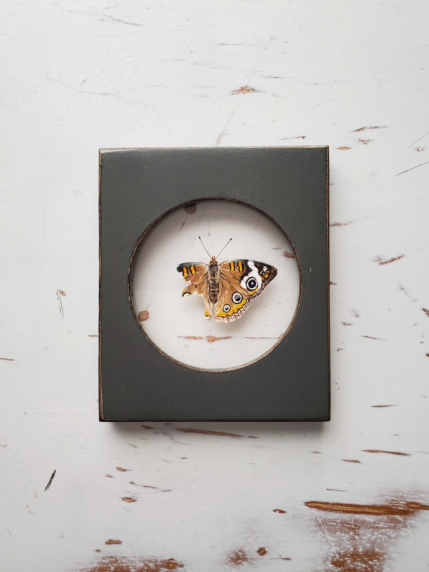 Common Buckeye
