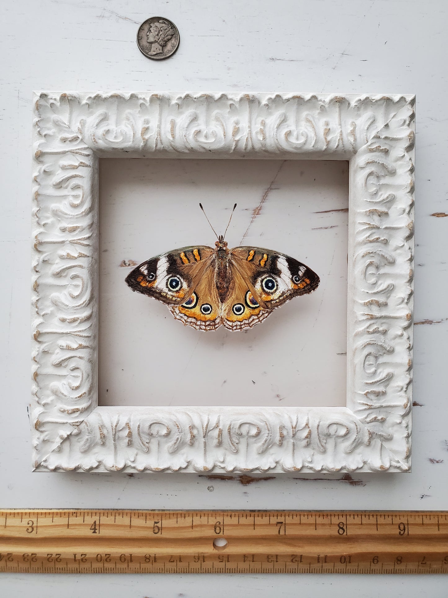 Common Buckeye