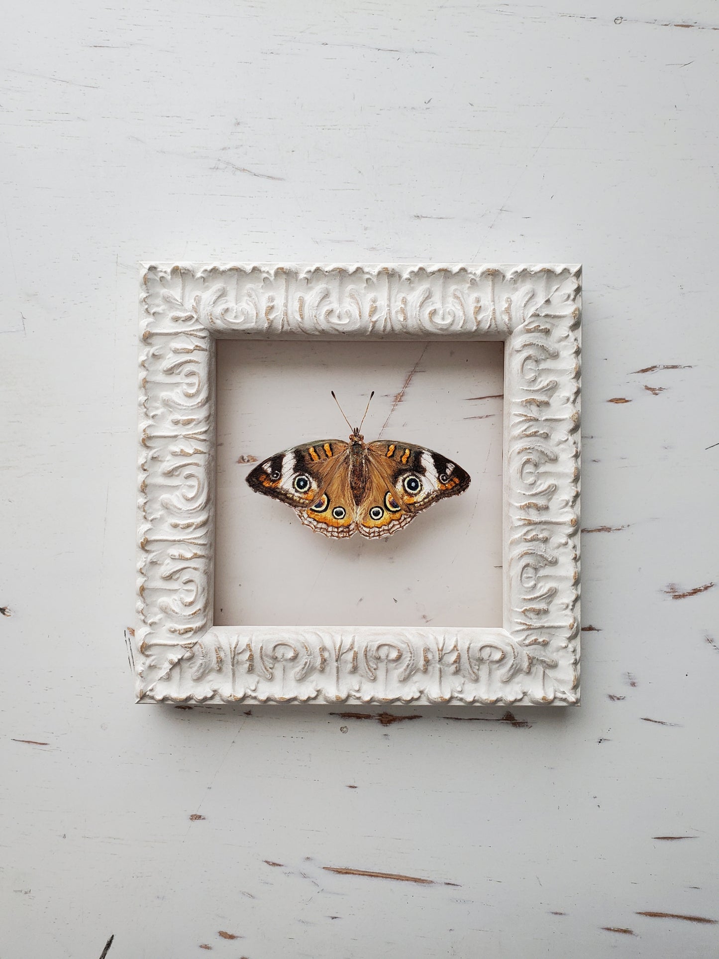 Common Buckeye