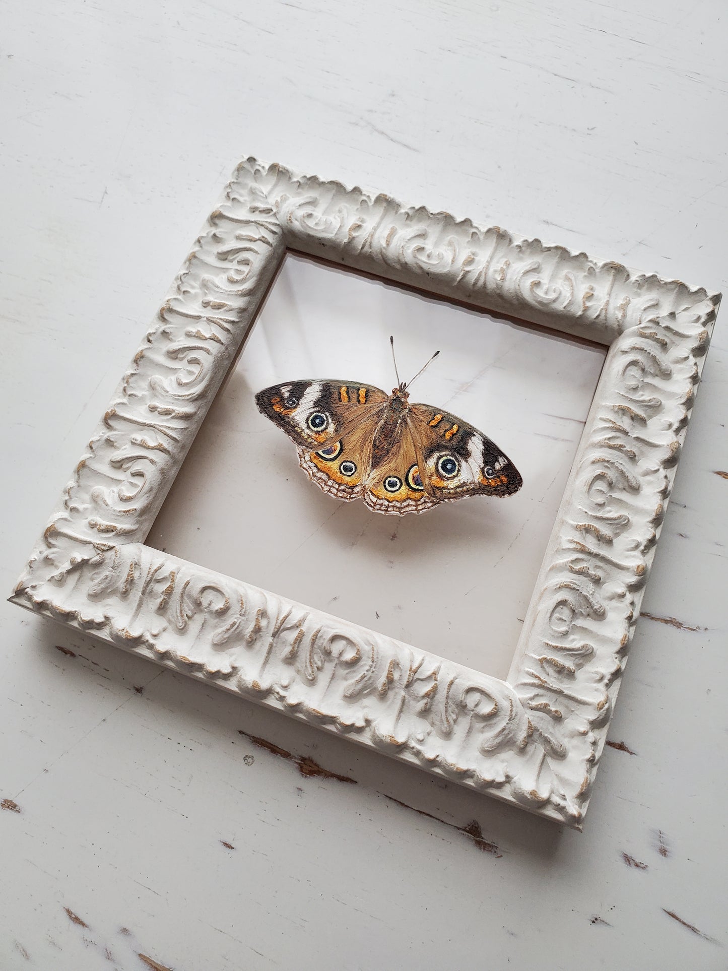 Common Buckeye