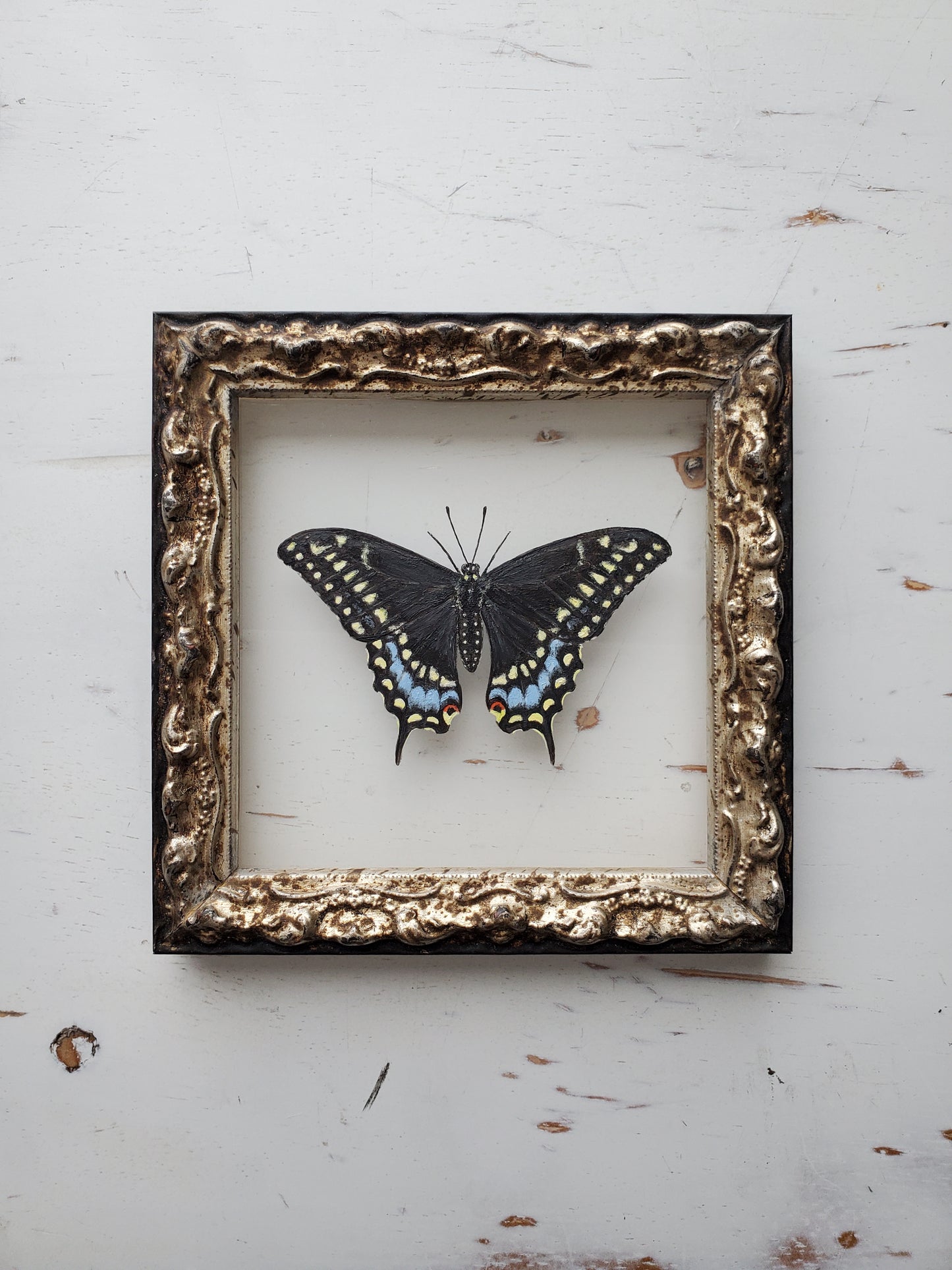 Black Swallowtail