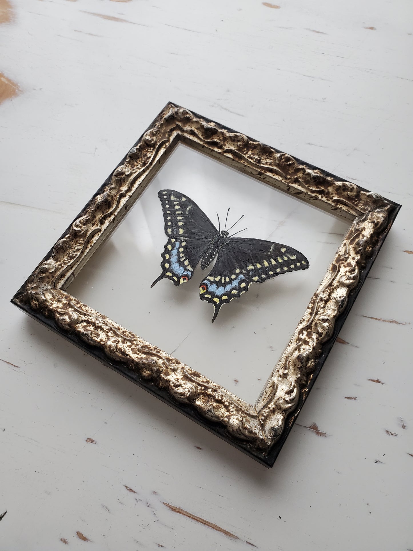 Black Swallowtail