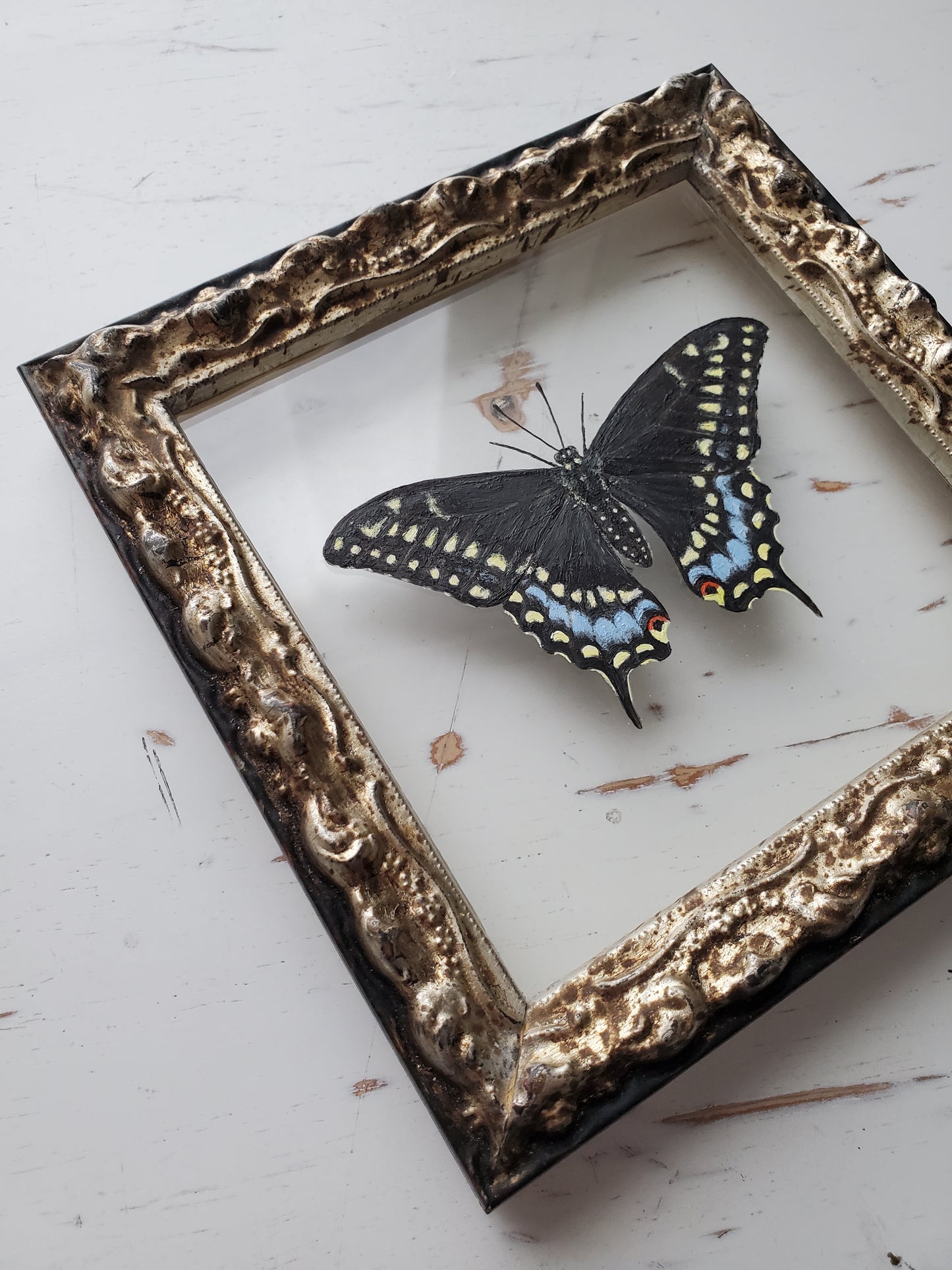 Black Swallowtail