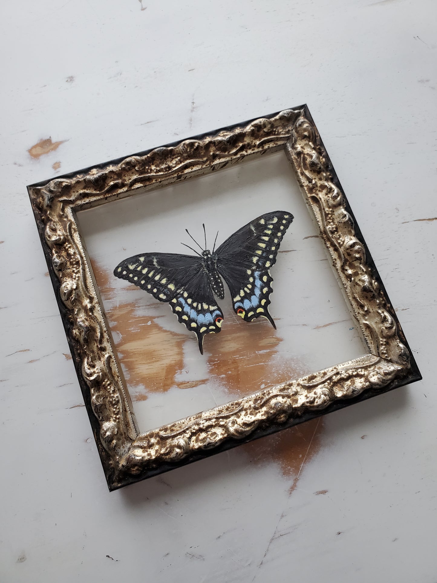 Black Swallowtail