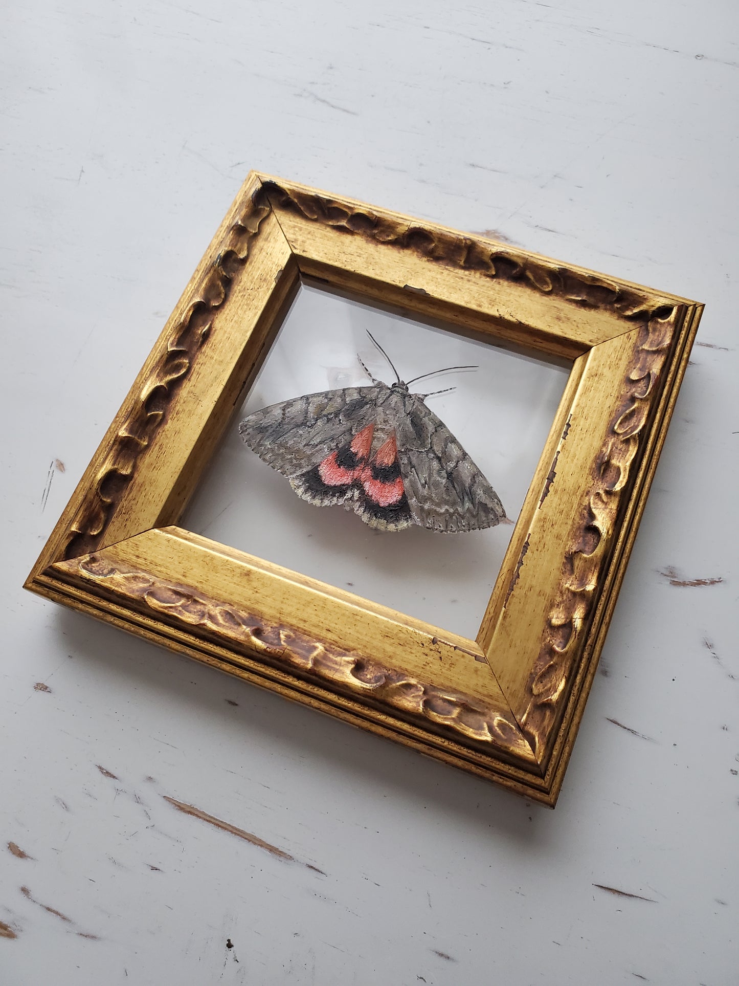 Sweetheart Underwing