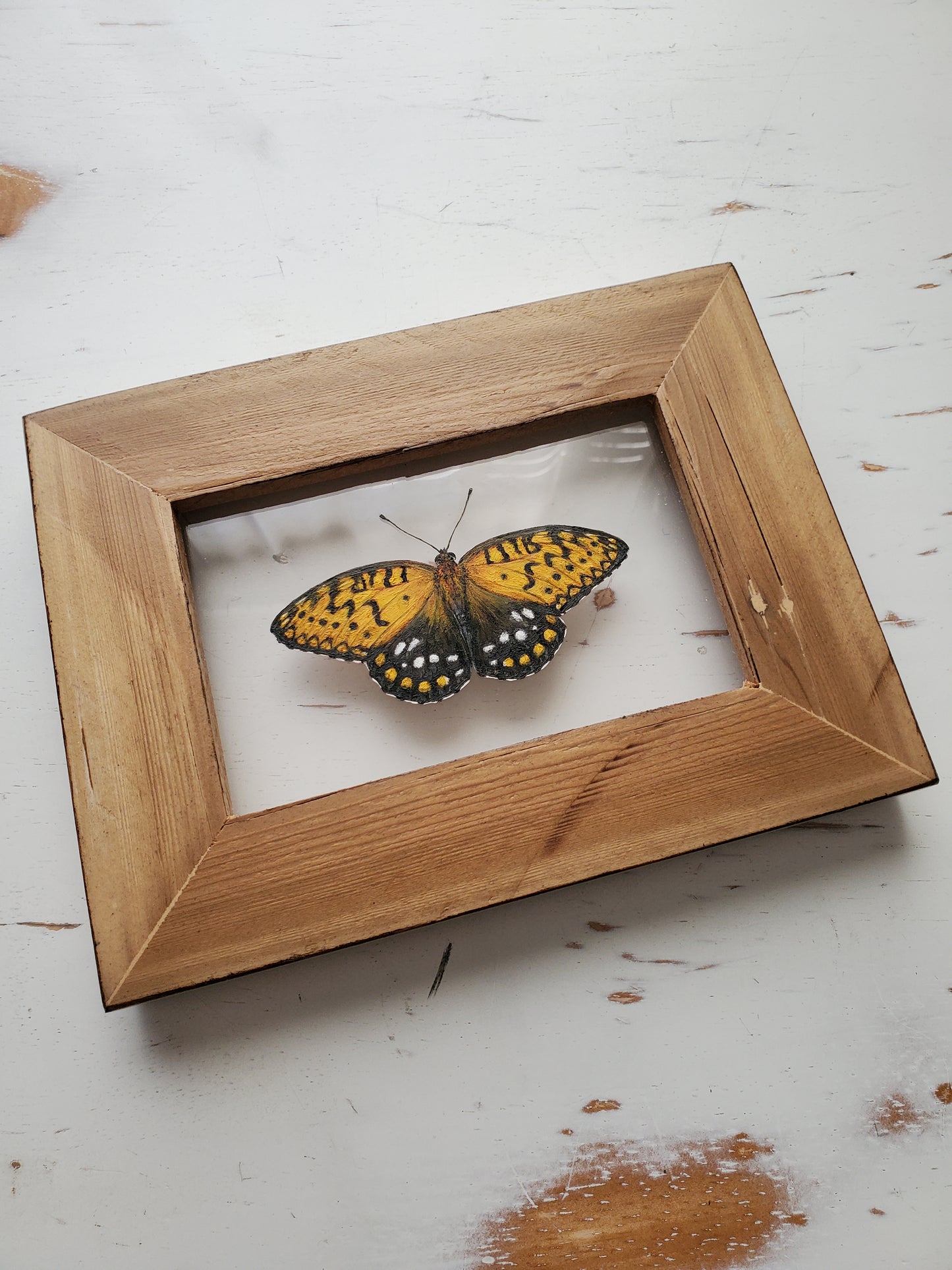 Regal Fritillary