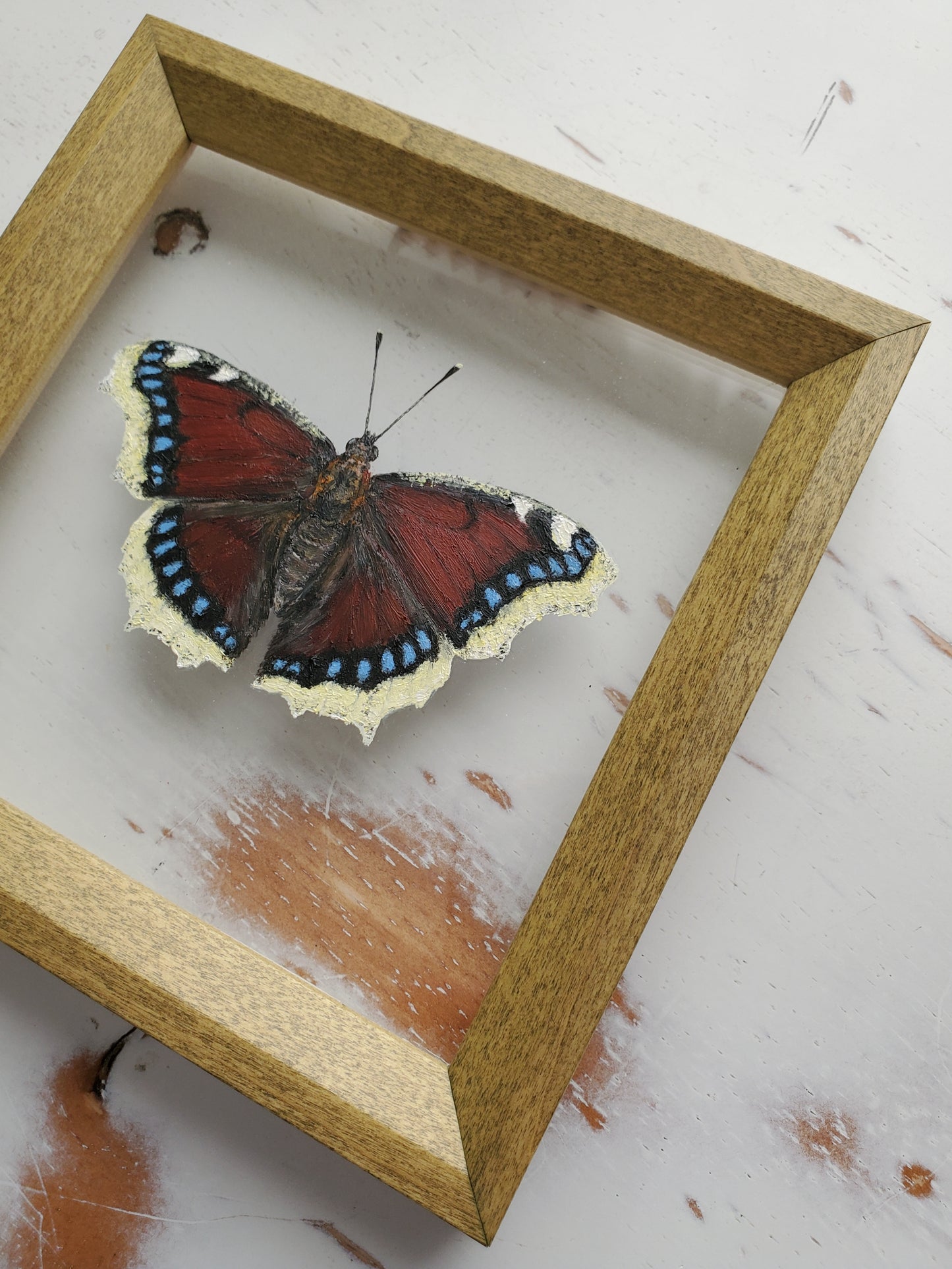 Mourning Cloak