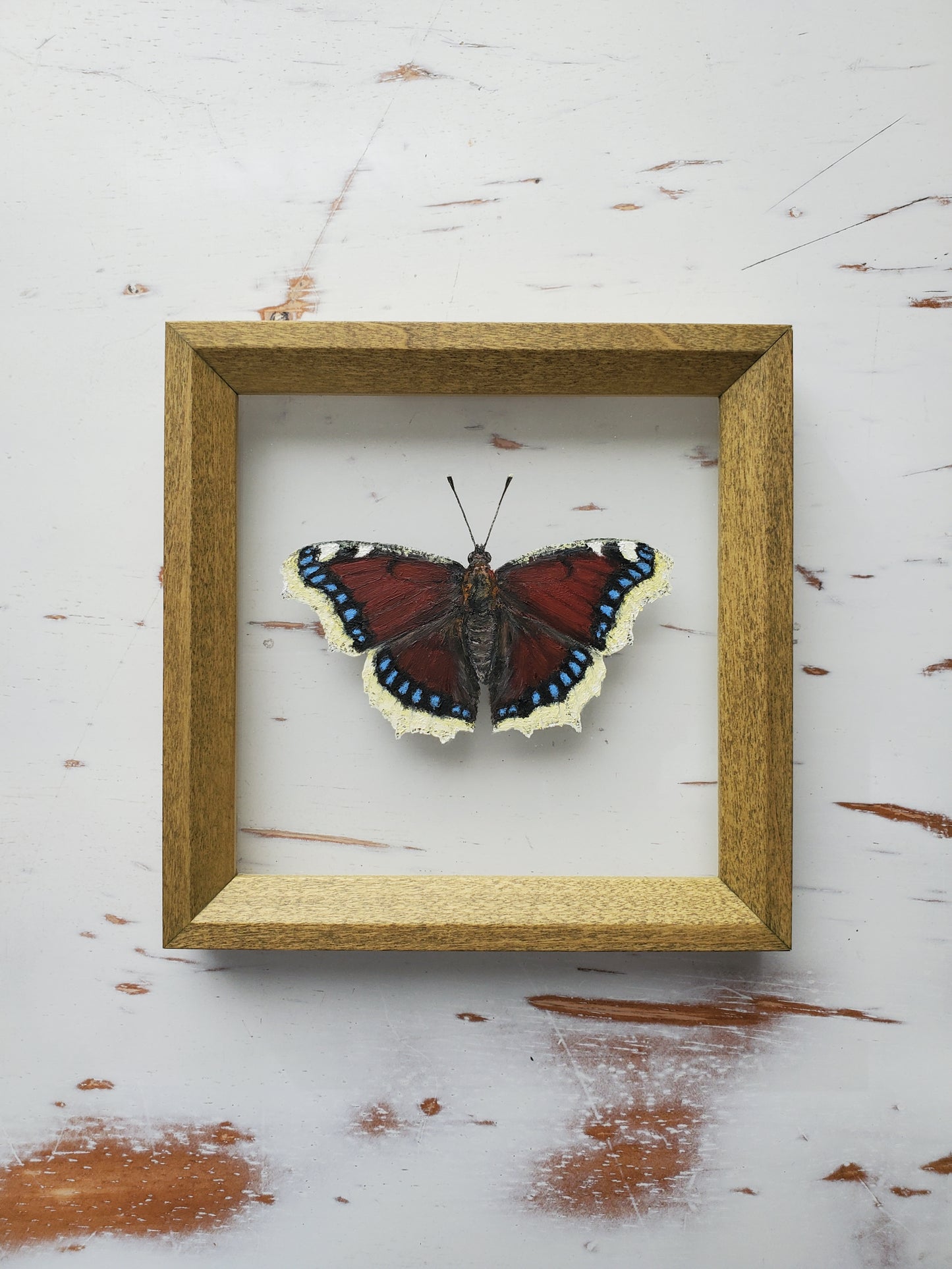 Mourning Cloak