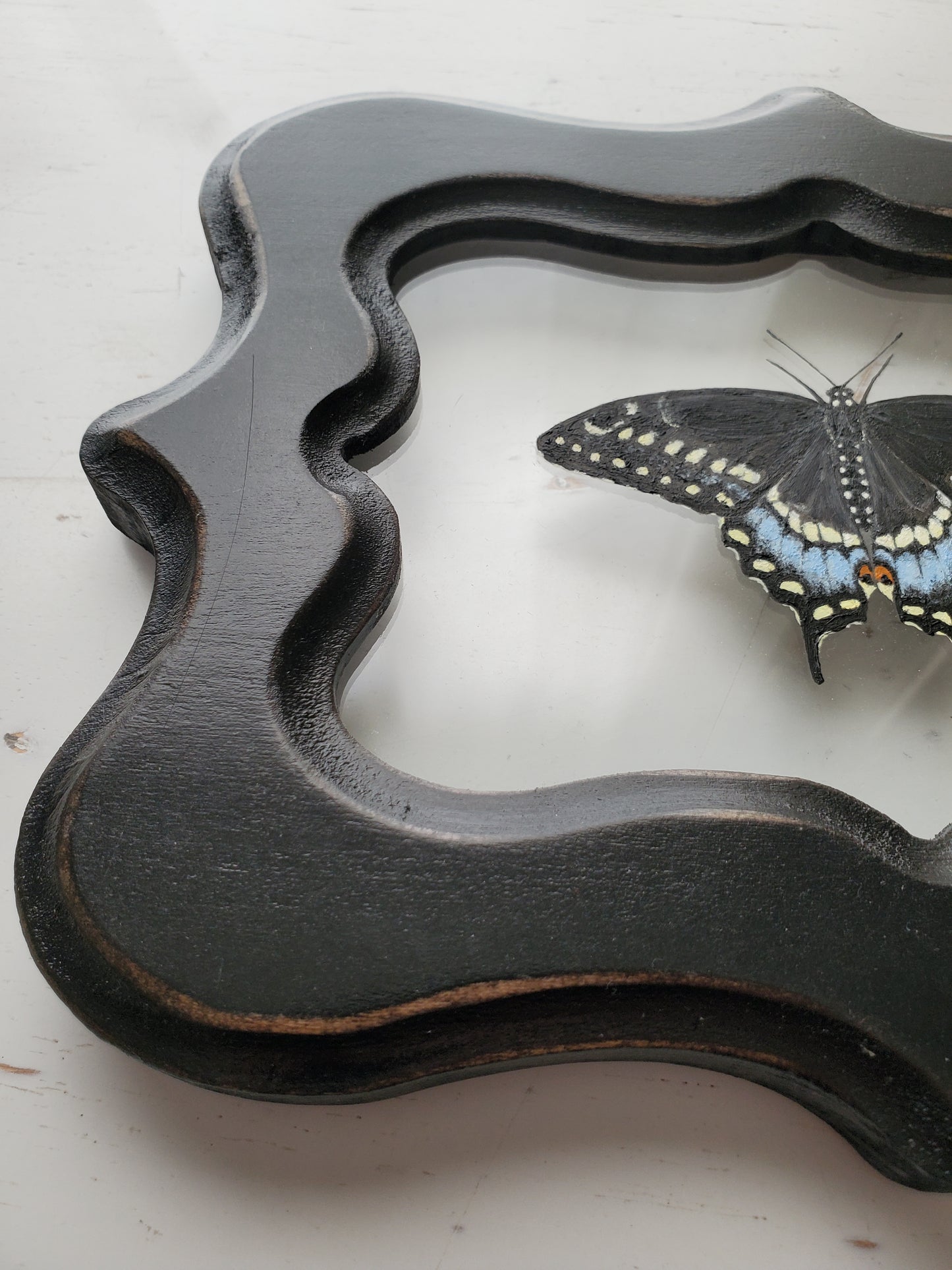 Black Swallowtail
