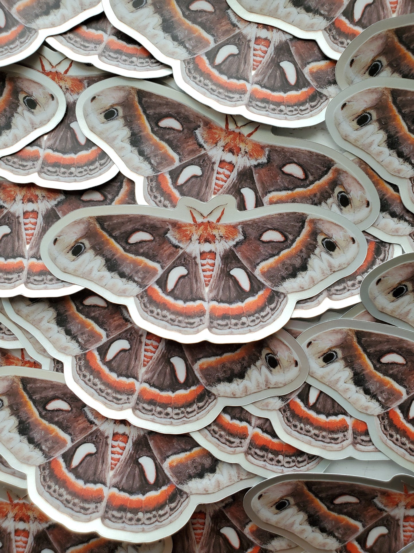 Cecropia Moth | Sticker