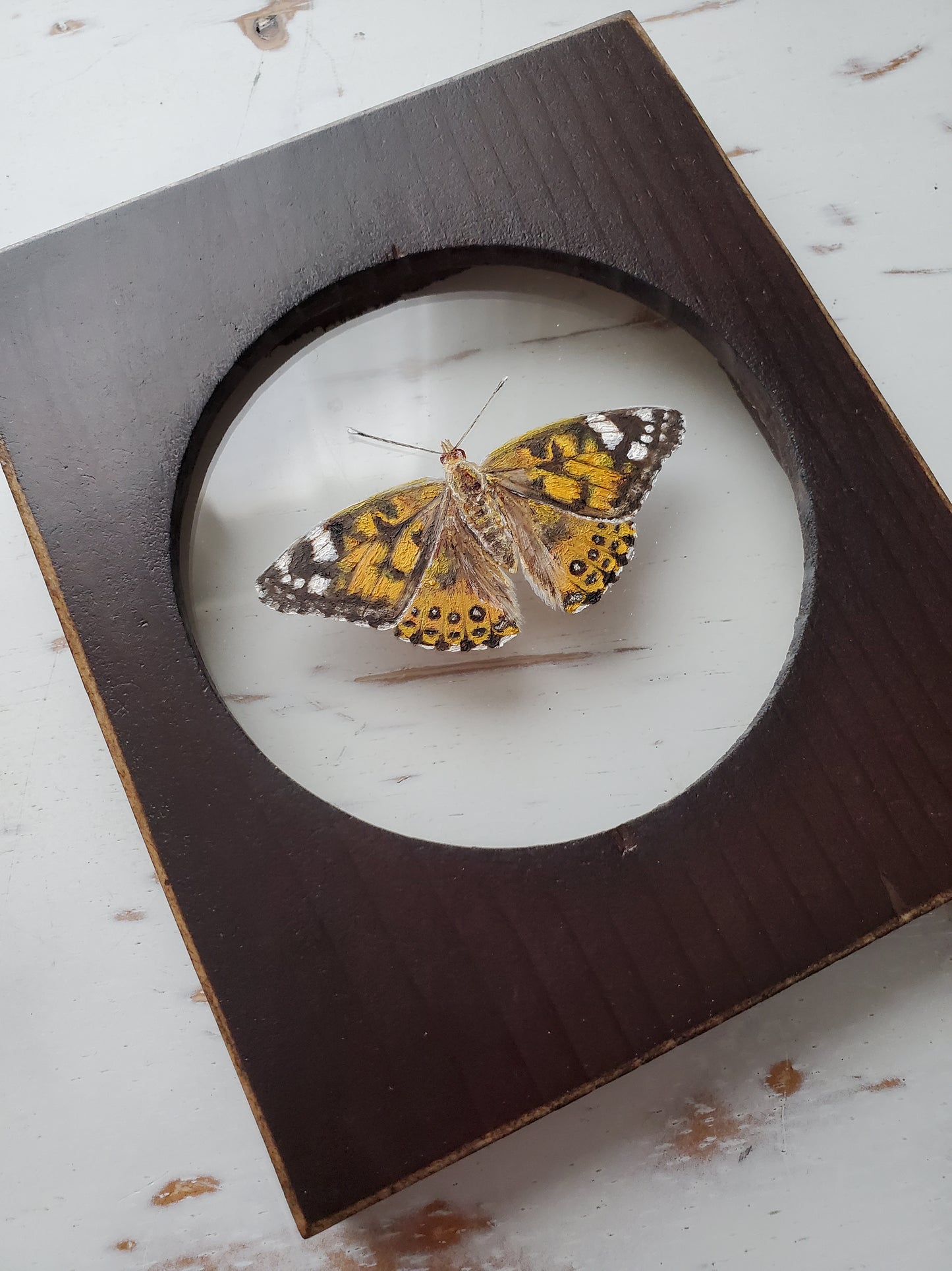 Painted Lady