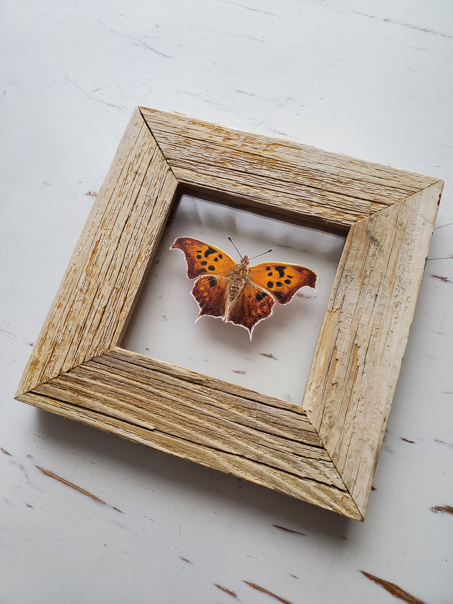Question Mark Butterfly