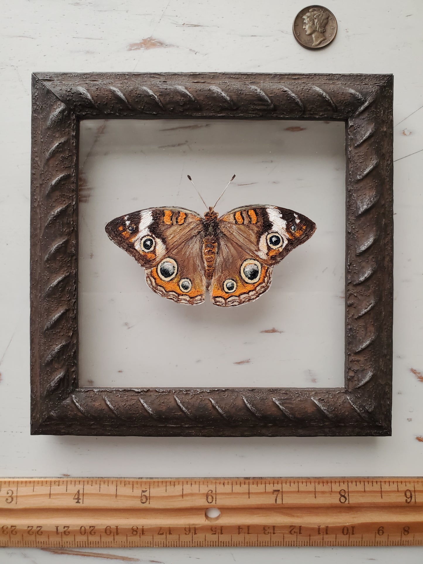 Common Buckeye