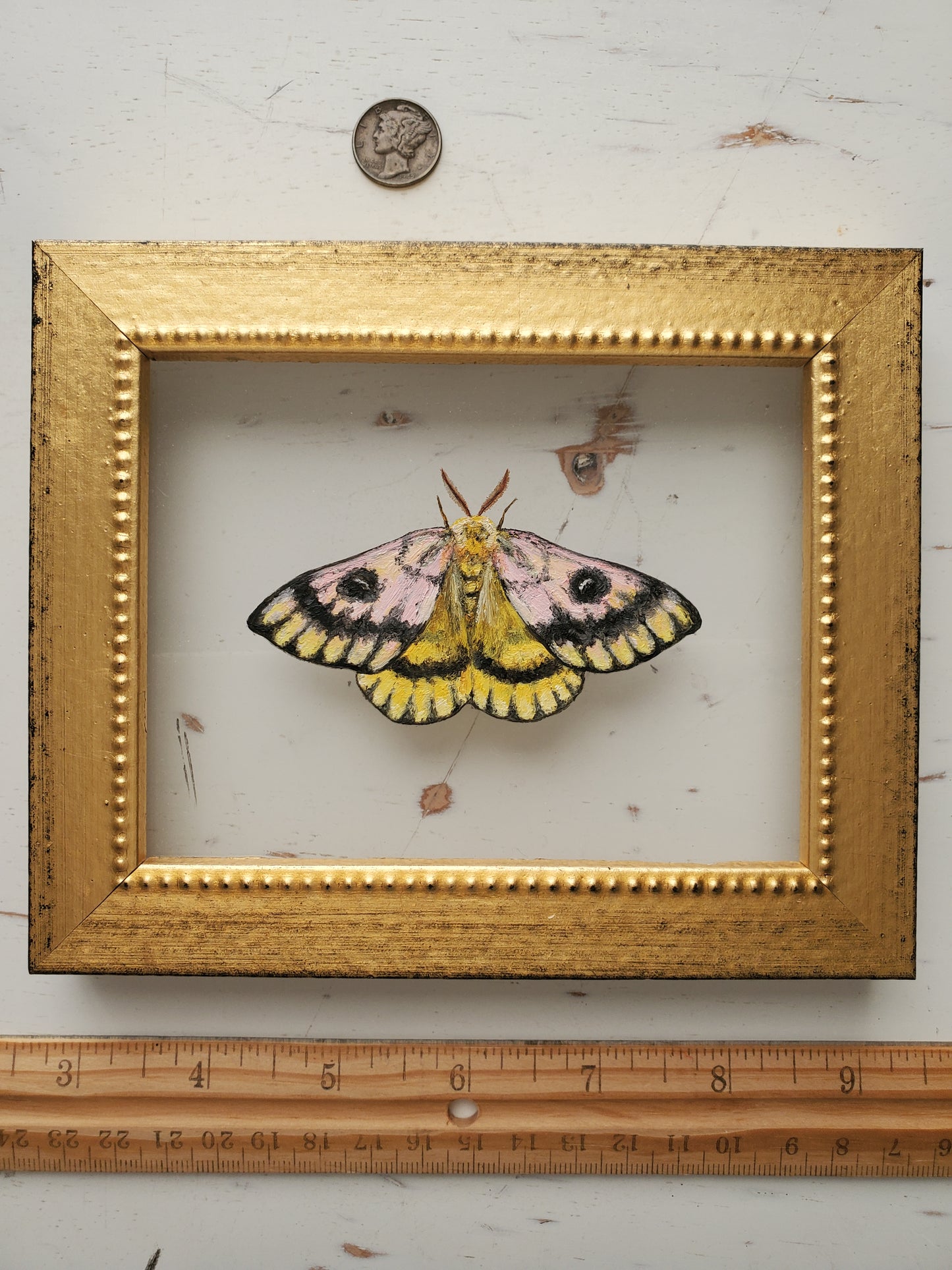 Sheep Moth