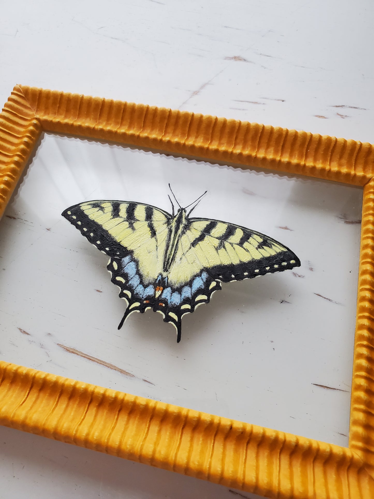 Tiger Swallowtail