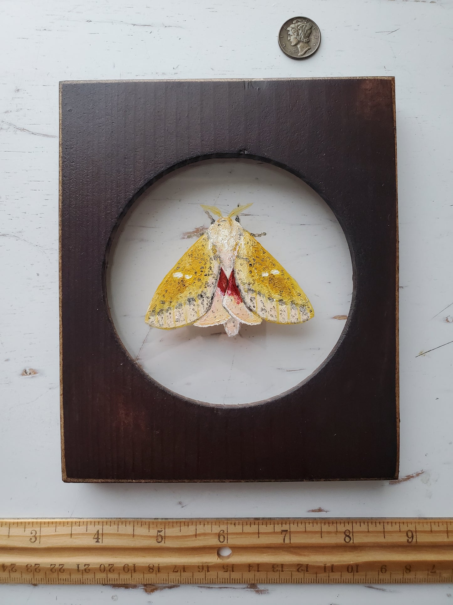 Honey Locust Moth