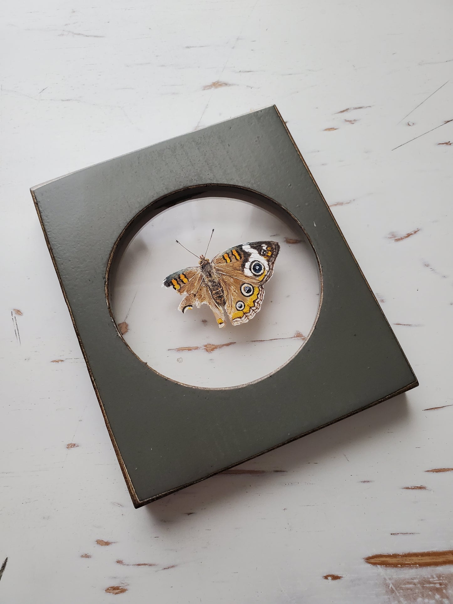 Common Buckeye