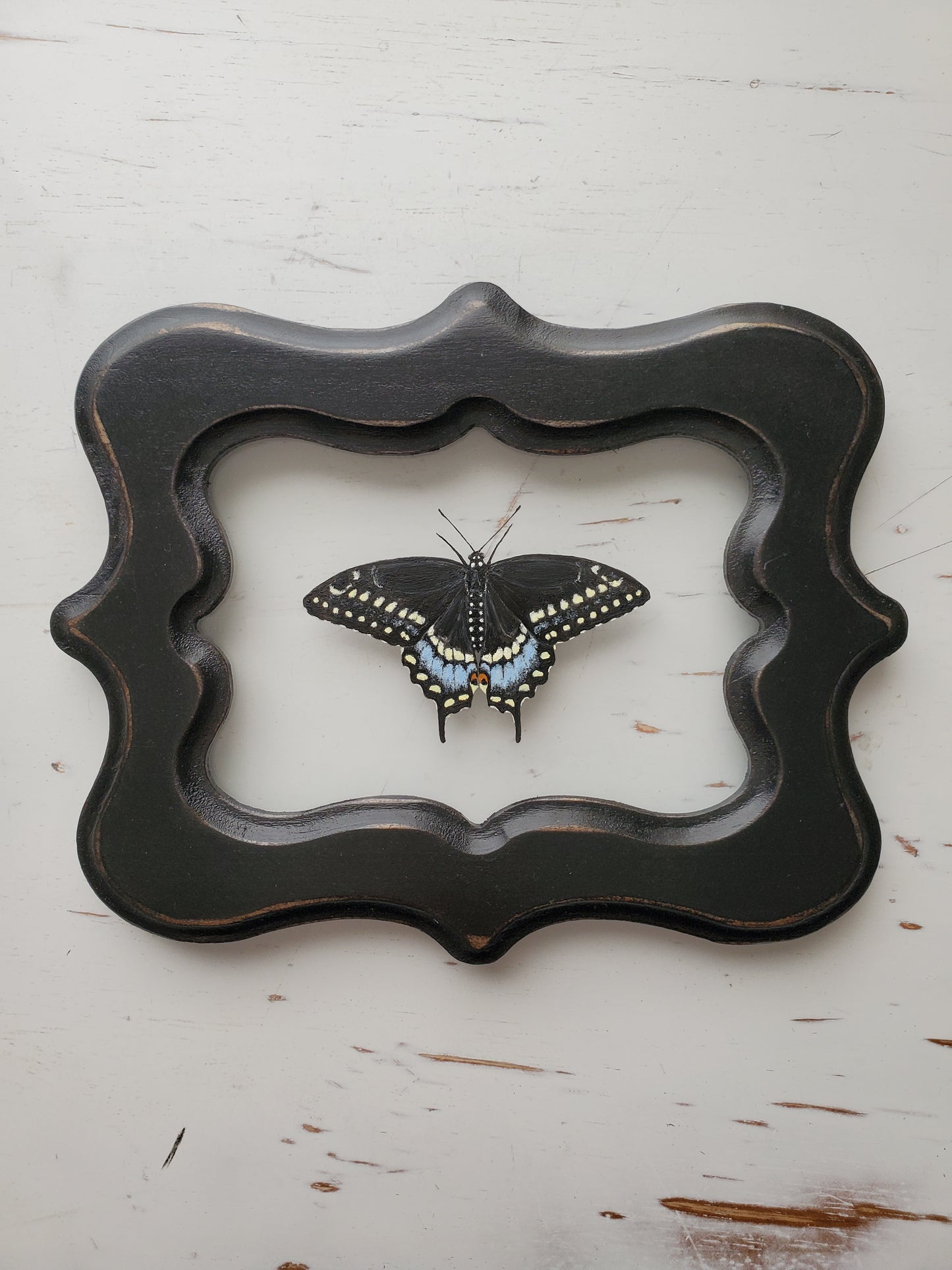 Black Swallowtail