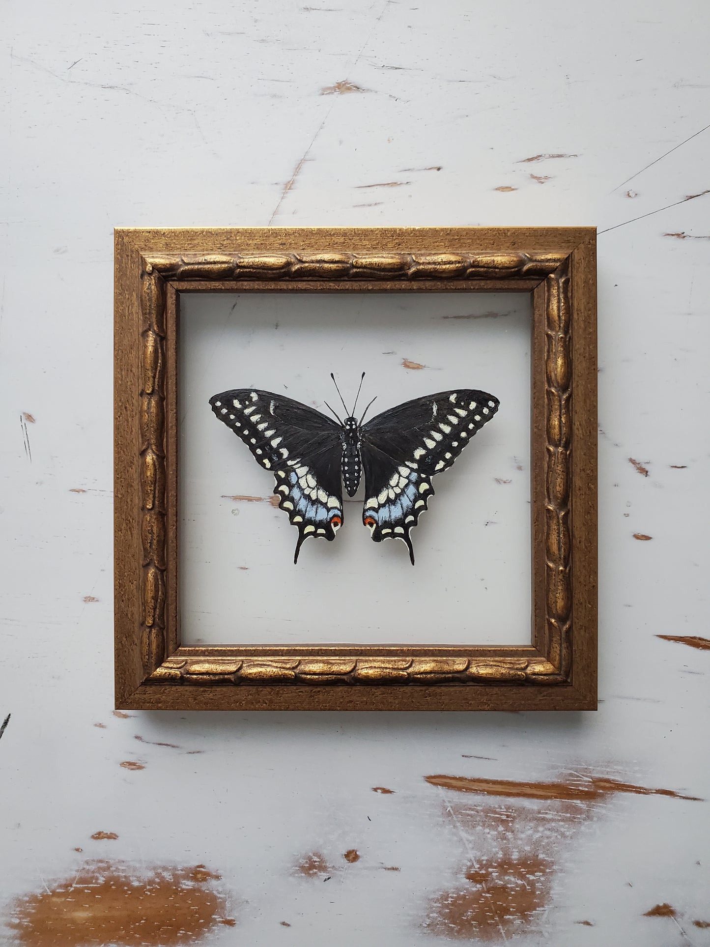 Black Swallowtail