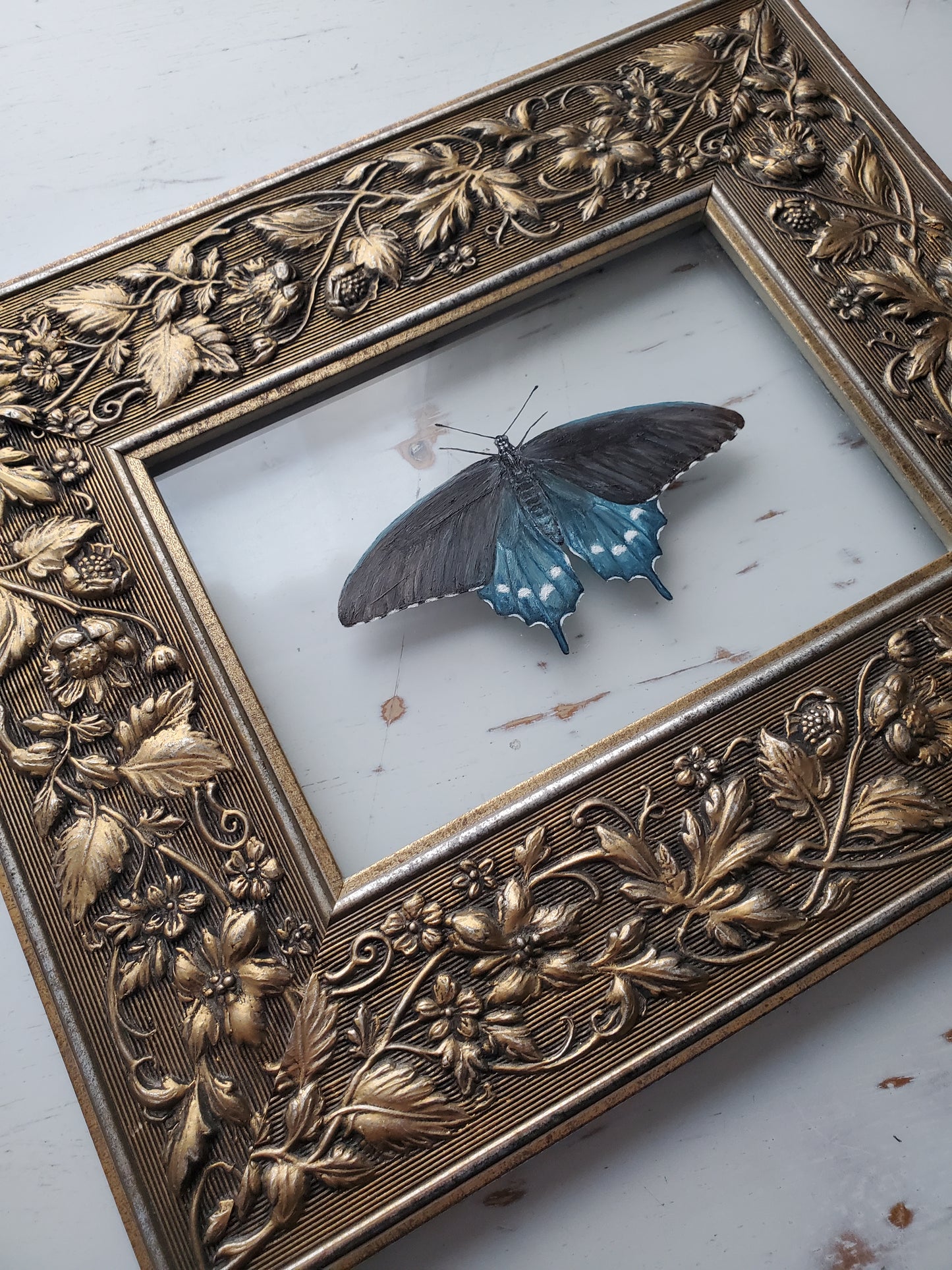 Pipevine Swallowtail
