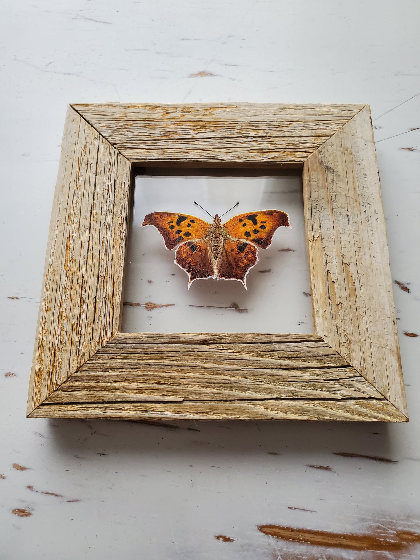 Question Mark Butterfly