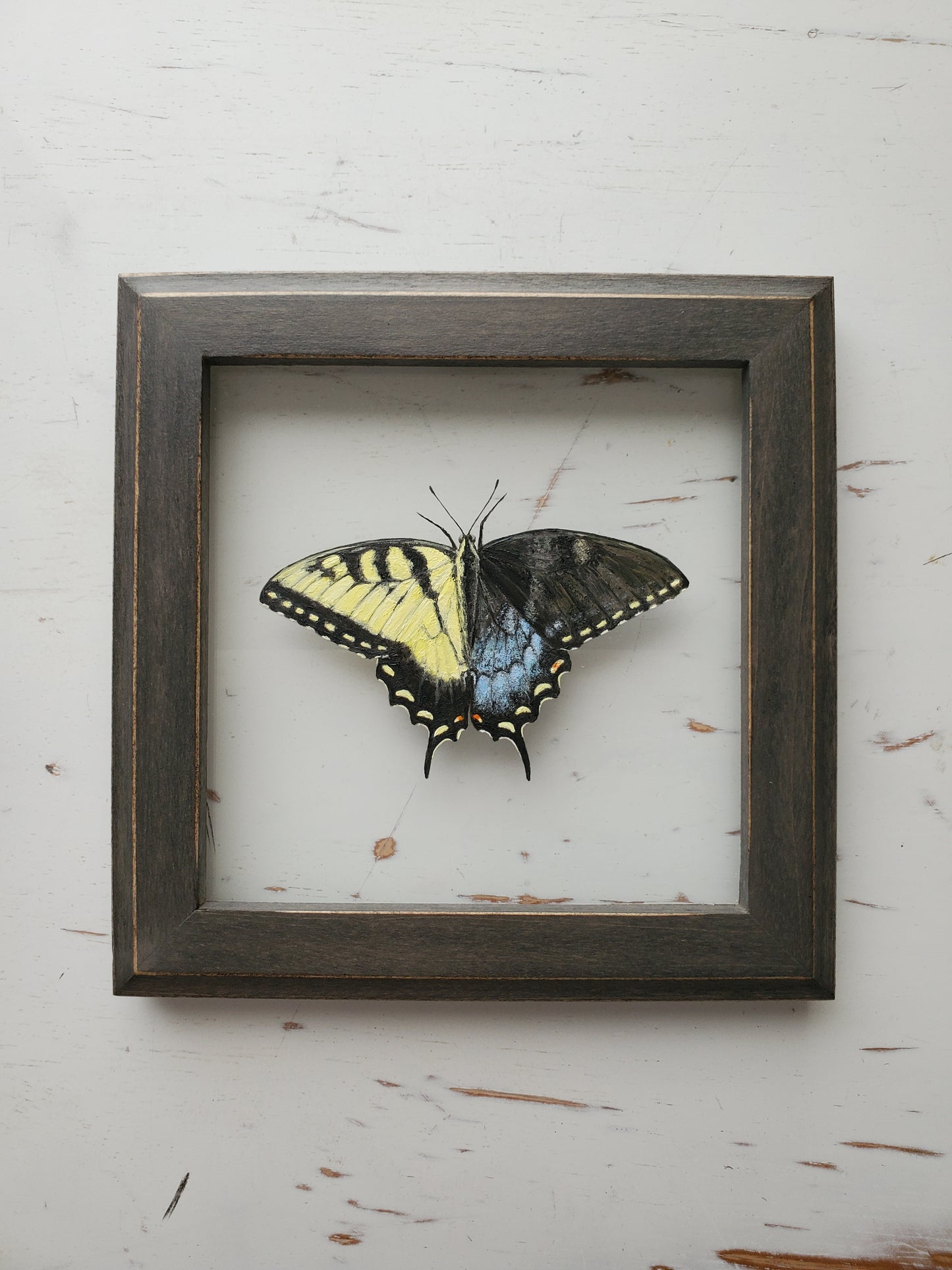 Tiger Swallowtail (Gynandromorph)