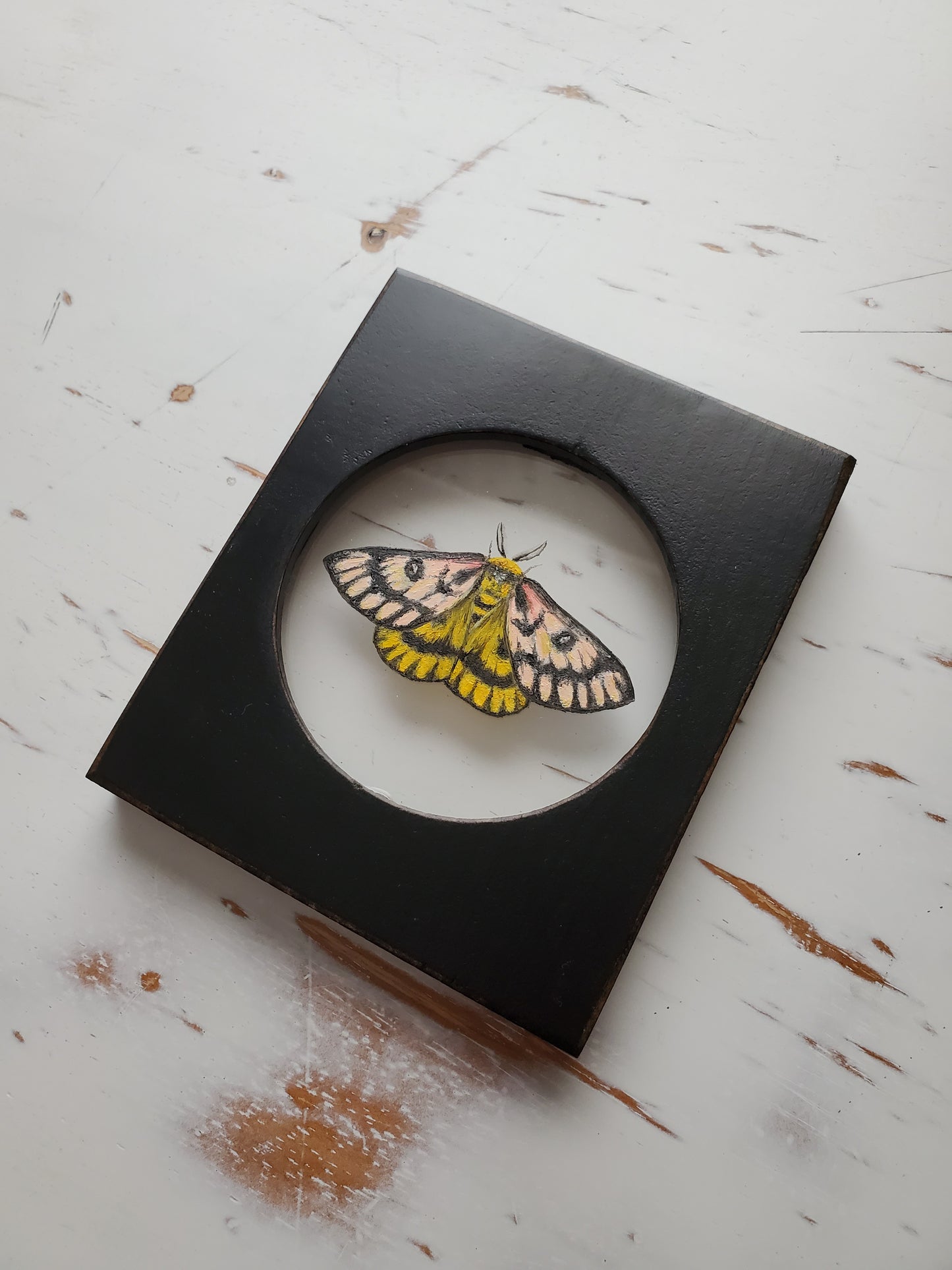 Sheep Moth