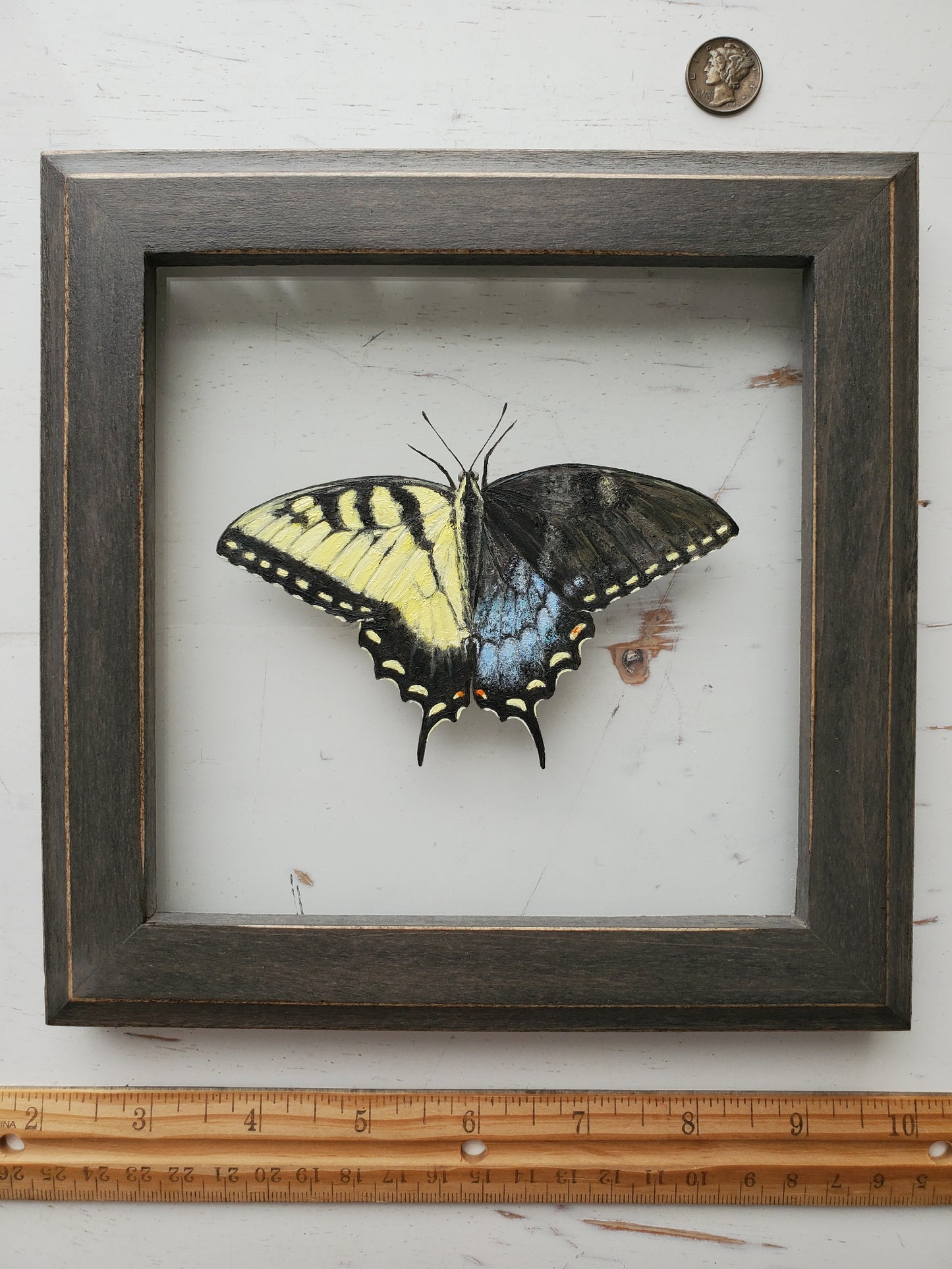 Tiger Swallowtail (Gynandromorph)