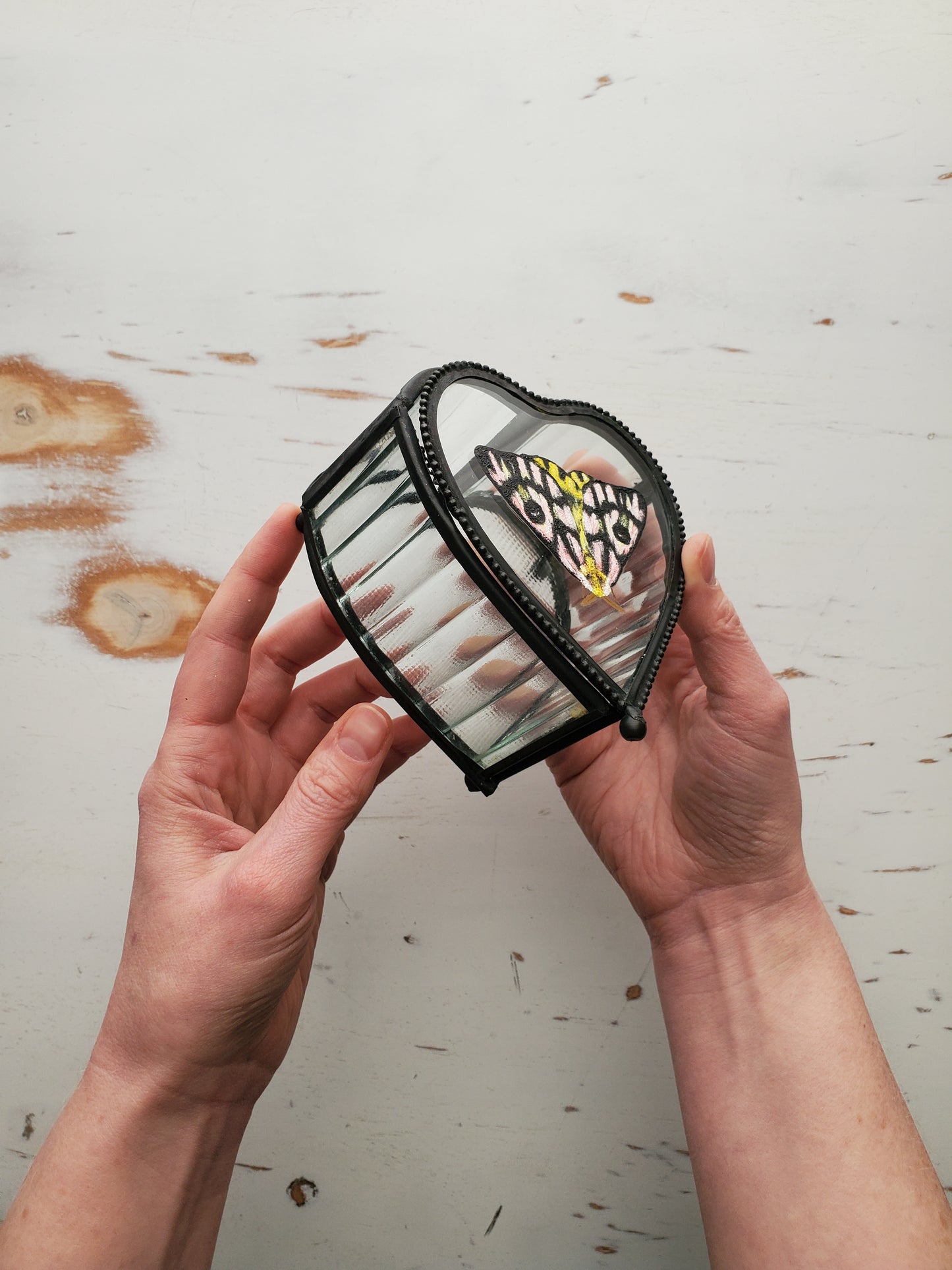 Sheep Moth + Trinket Box