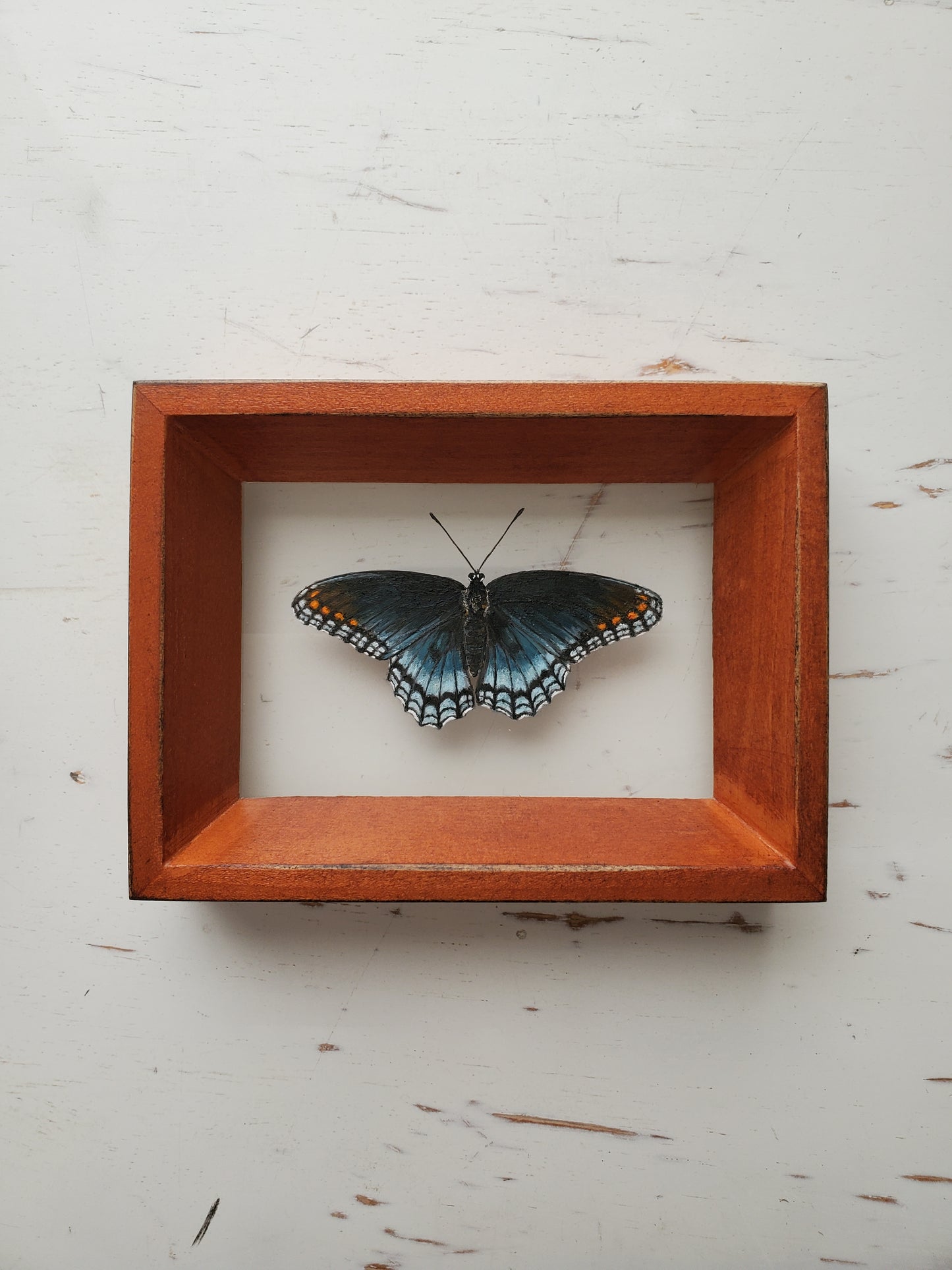 Red-spotted Purple