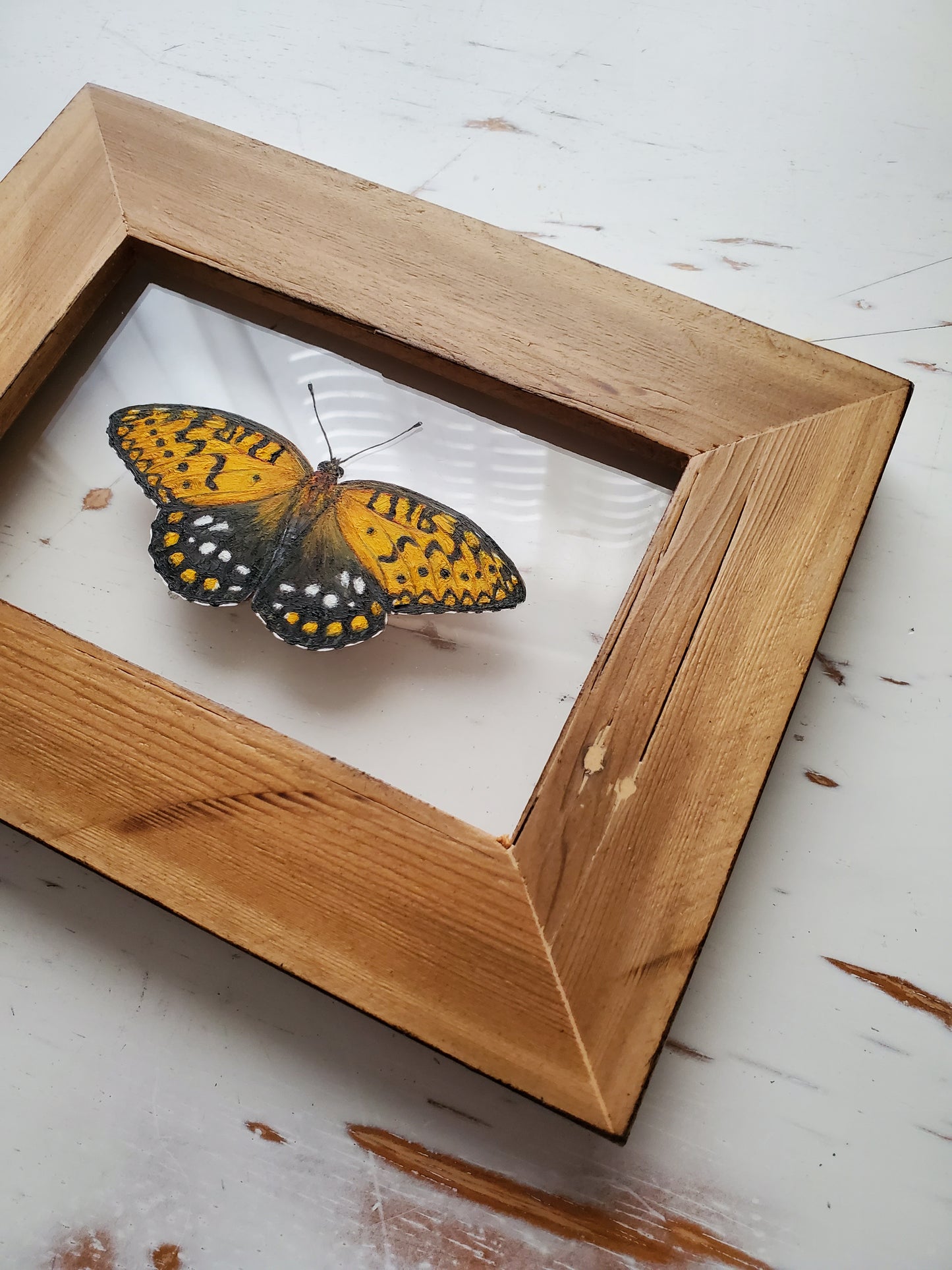 Regal Fritillary