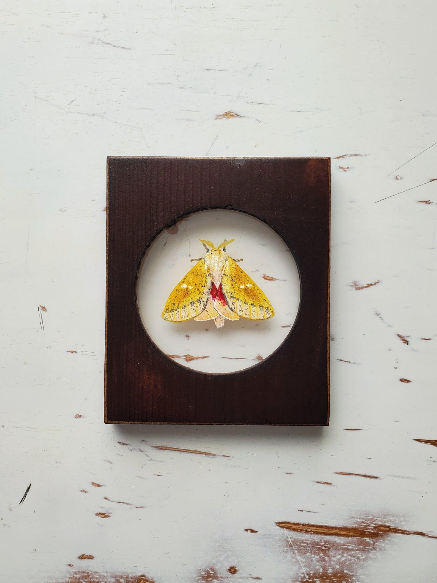 Honey Locust Moth