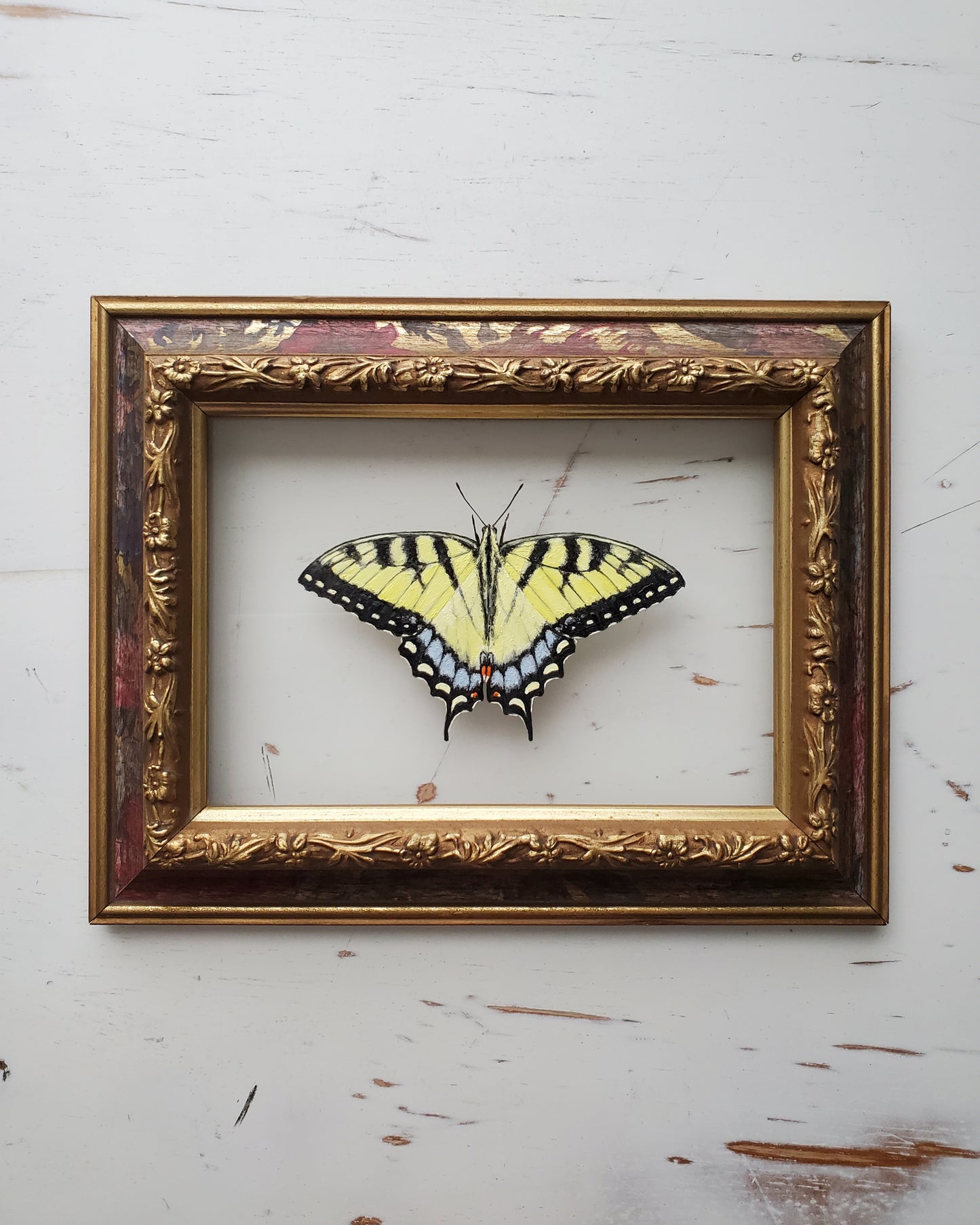 Tiger Swallowtail
