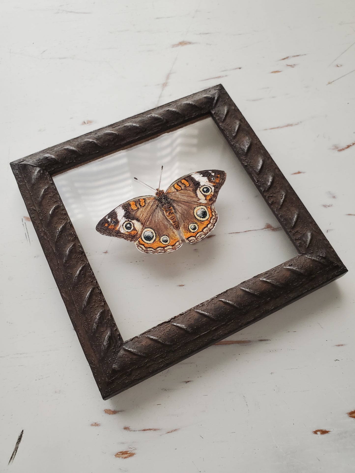 Common Buckeye