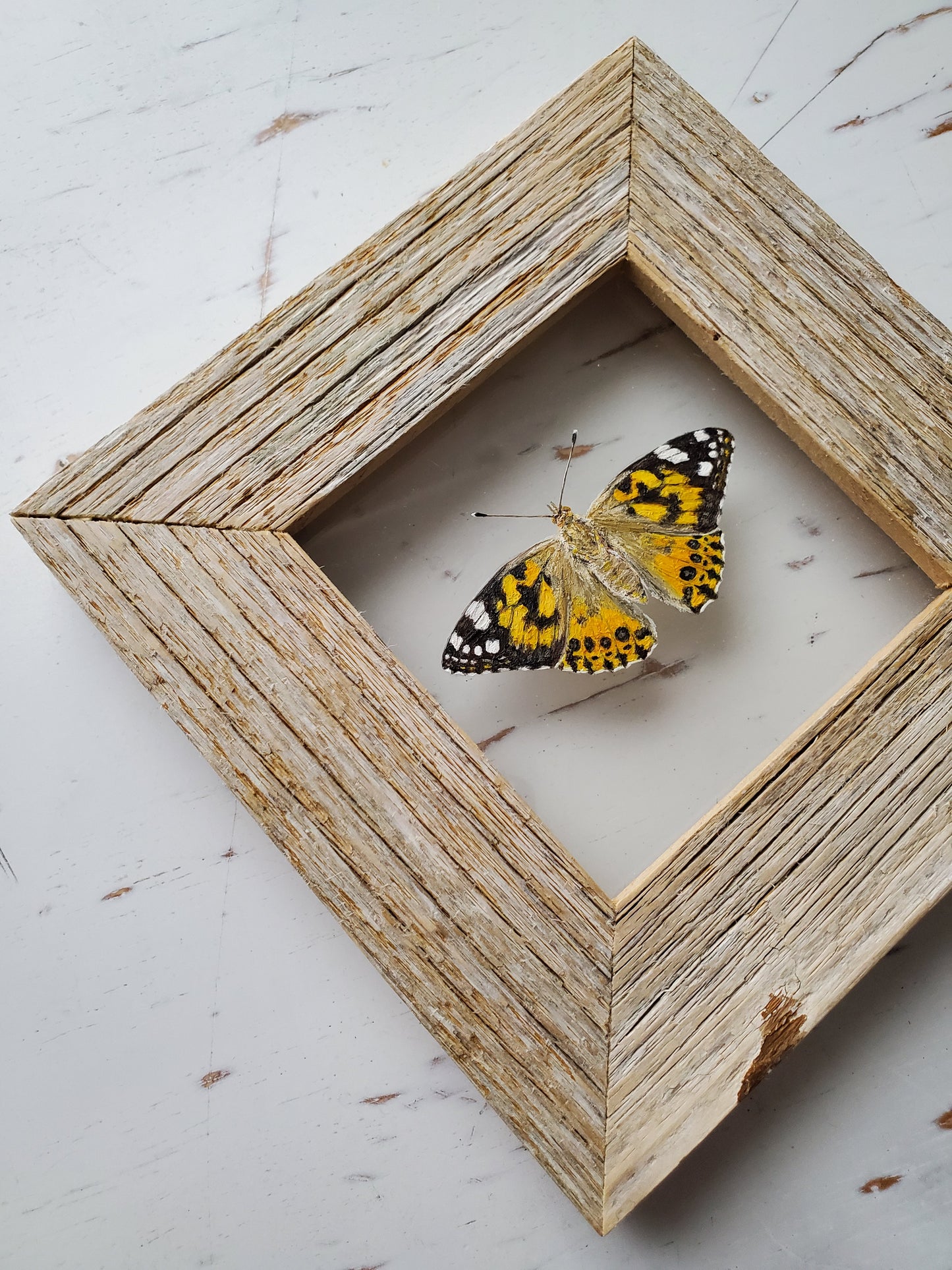 Painted Lady