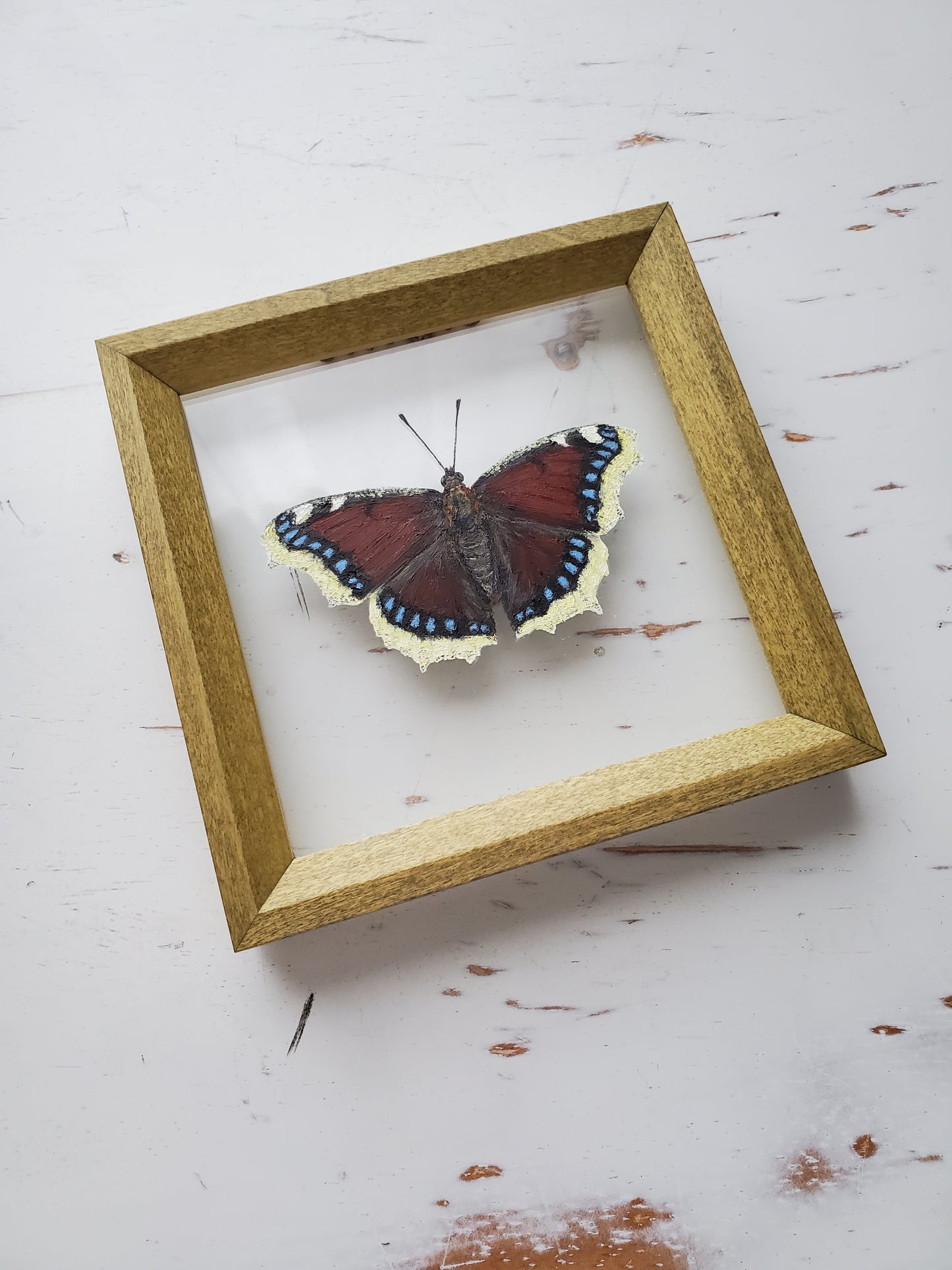 Mourning Cloak