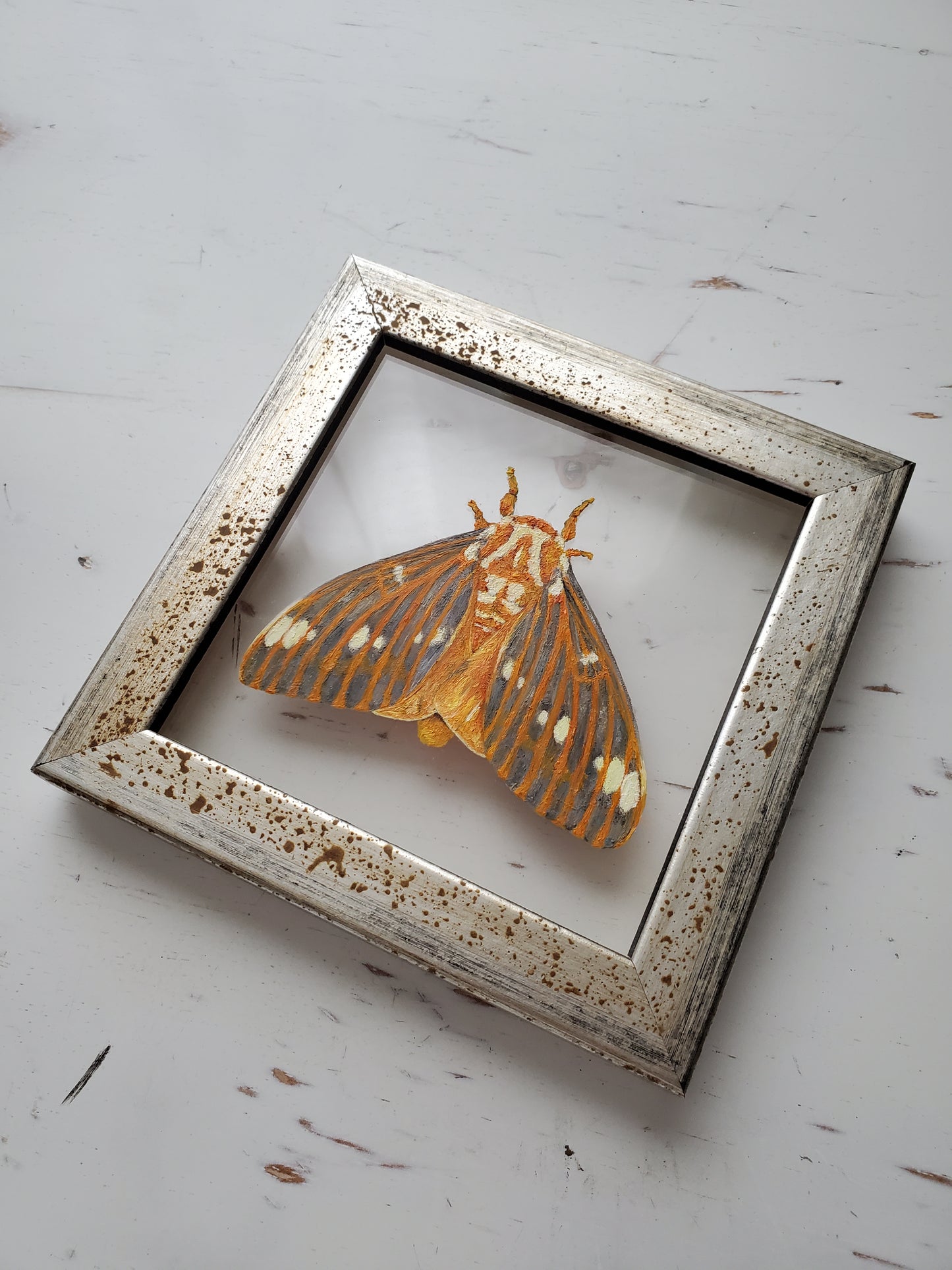 Regal Moth