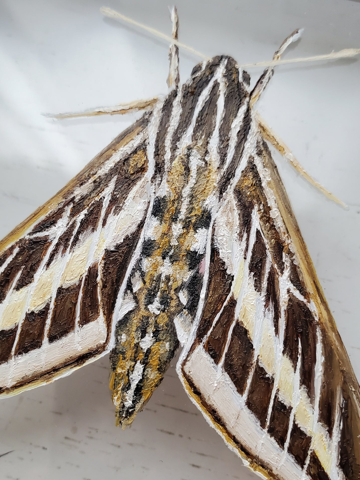 White-lined Sphinx